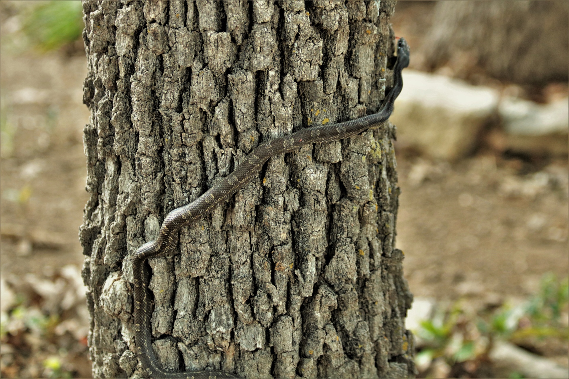 Rat Snake Climbing Tree