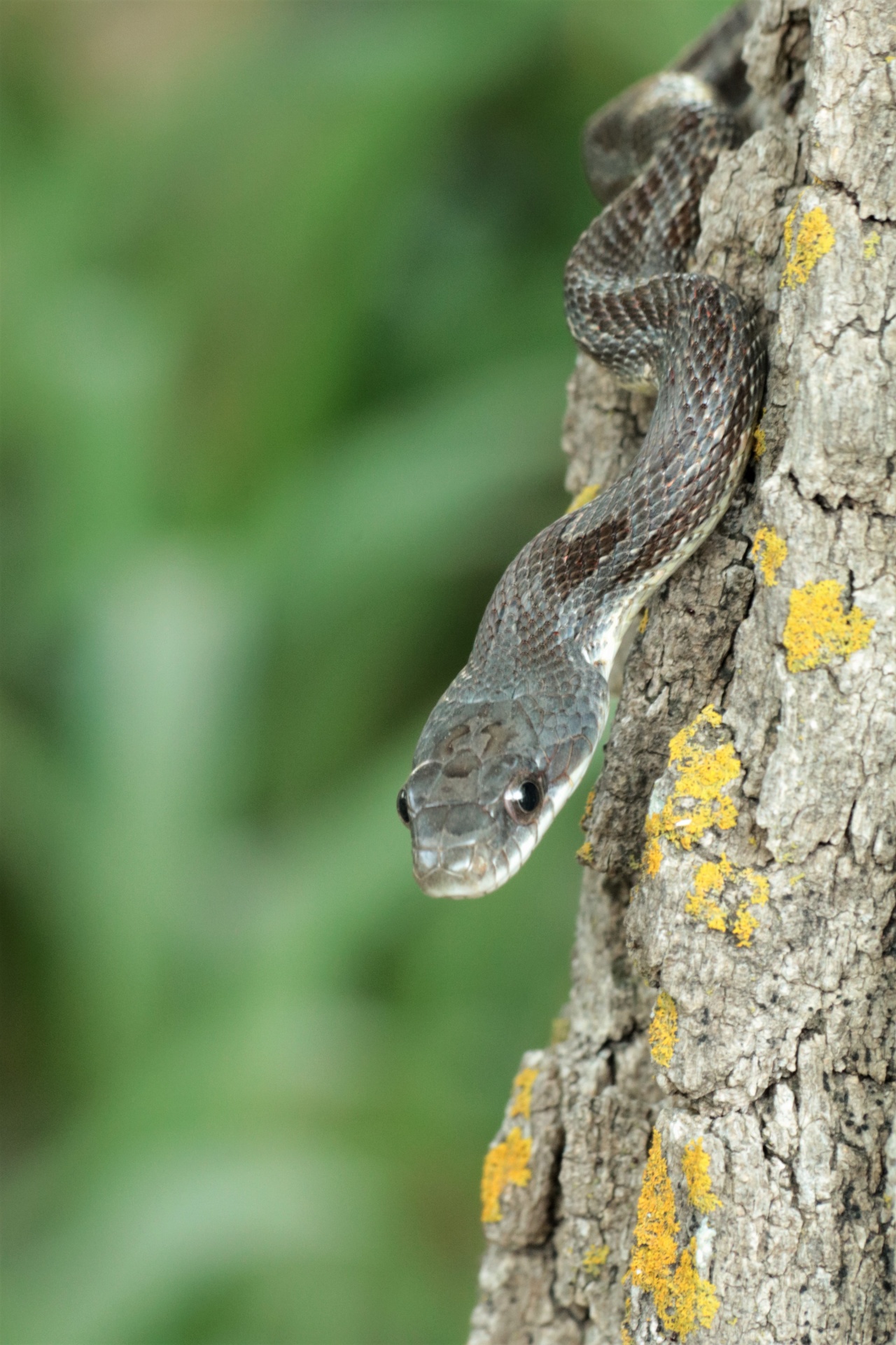 Rat Snake Close-up