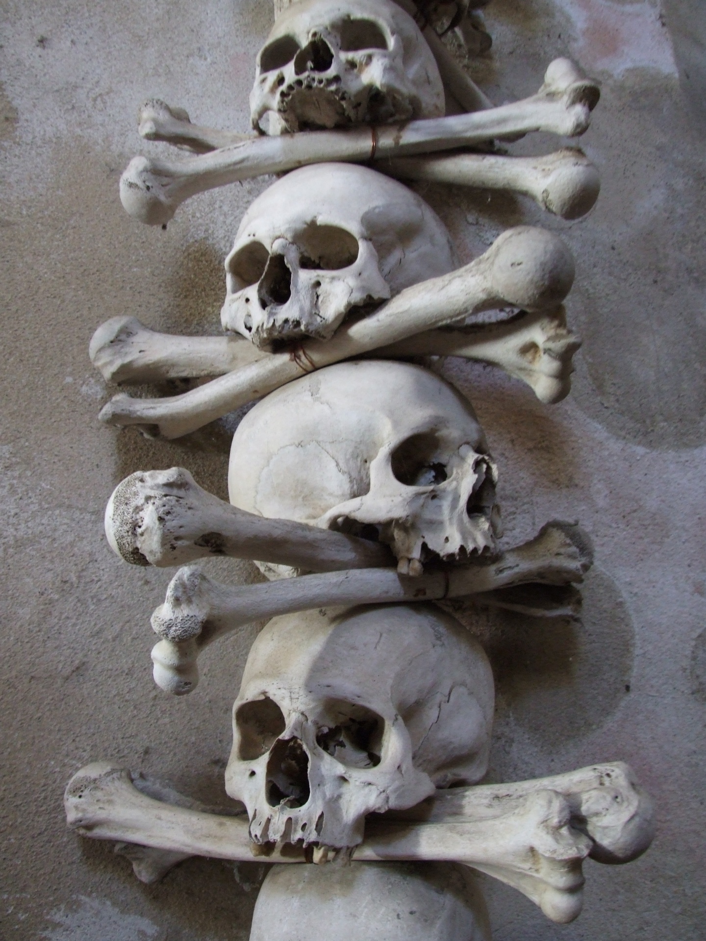 Echte menselijke schedels en botten