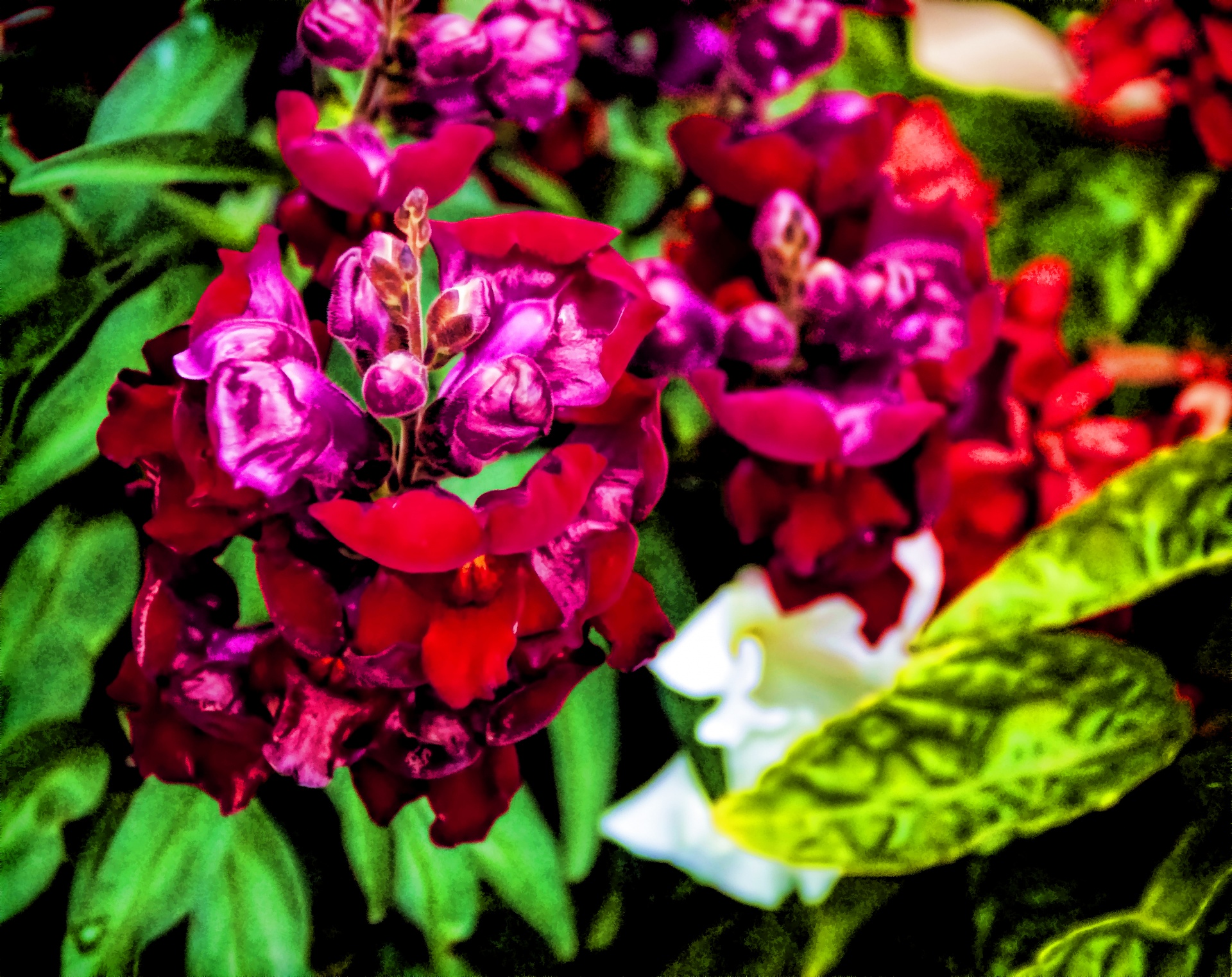 Rode en paarse bloemen