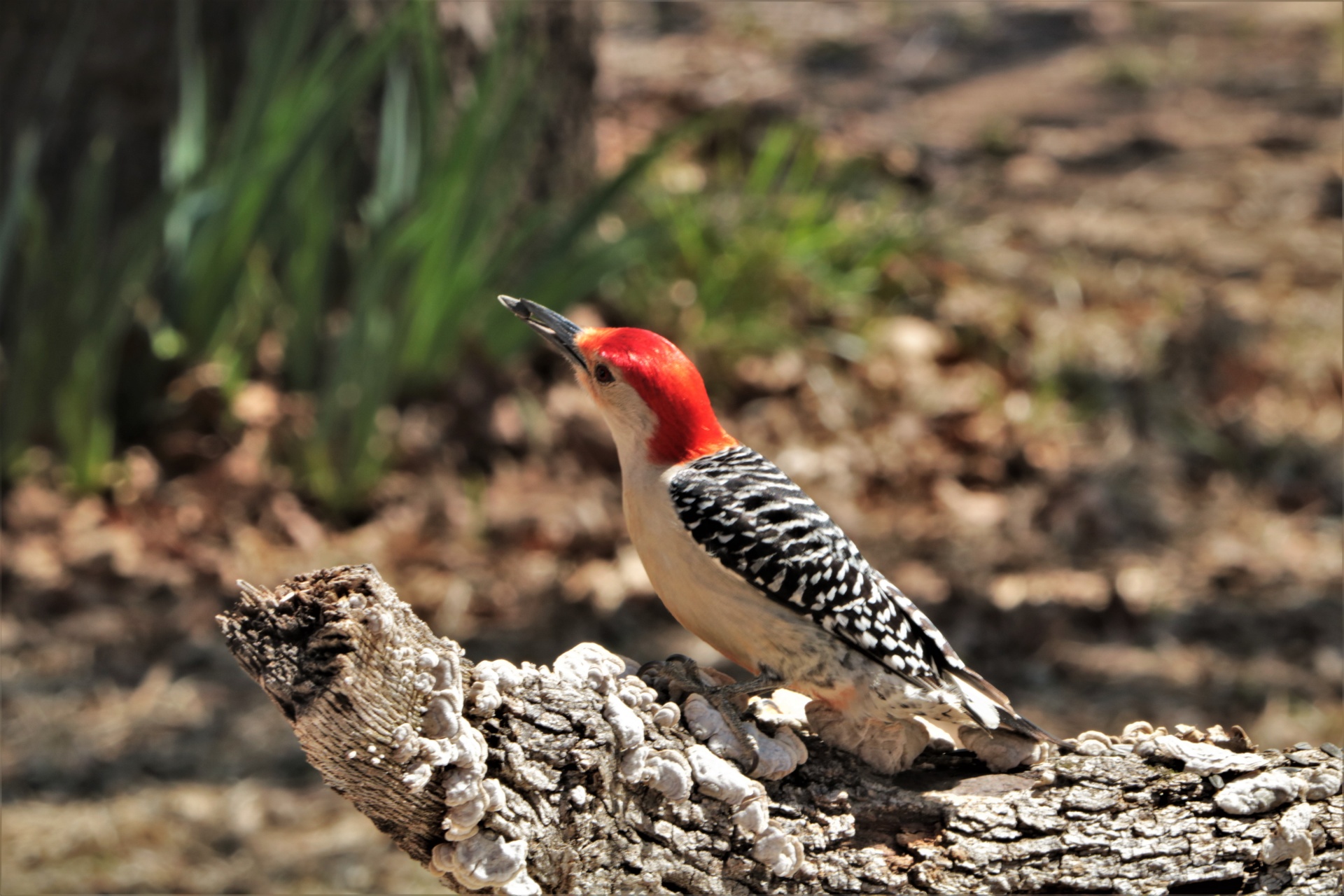 Red-bellied Woodpecker On Branch 2