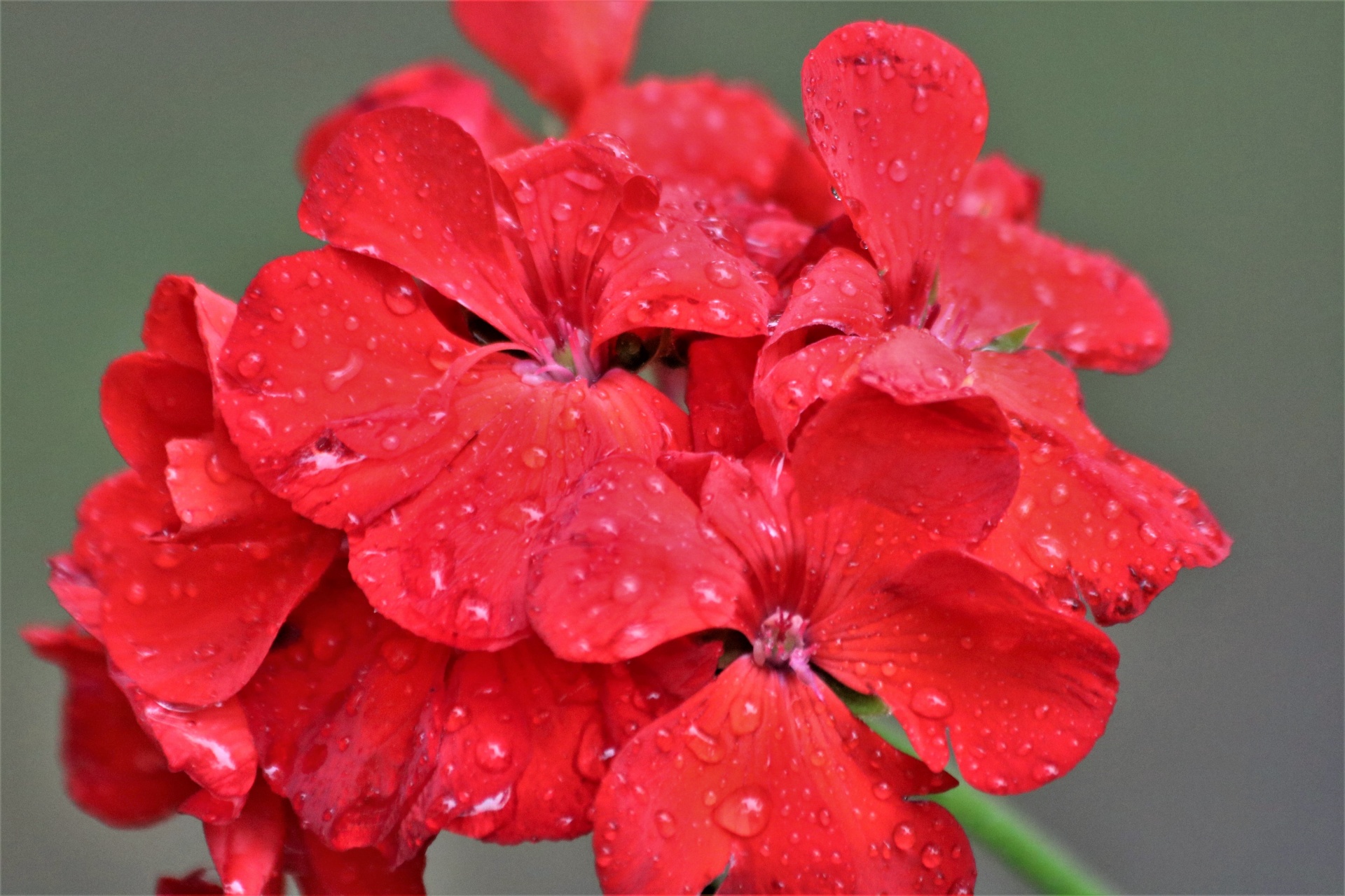 红色天竺葵和雨滴