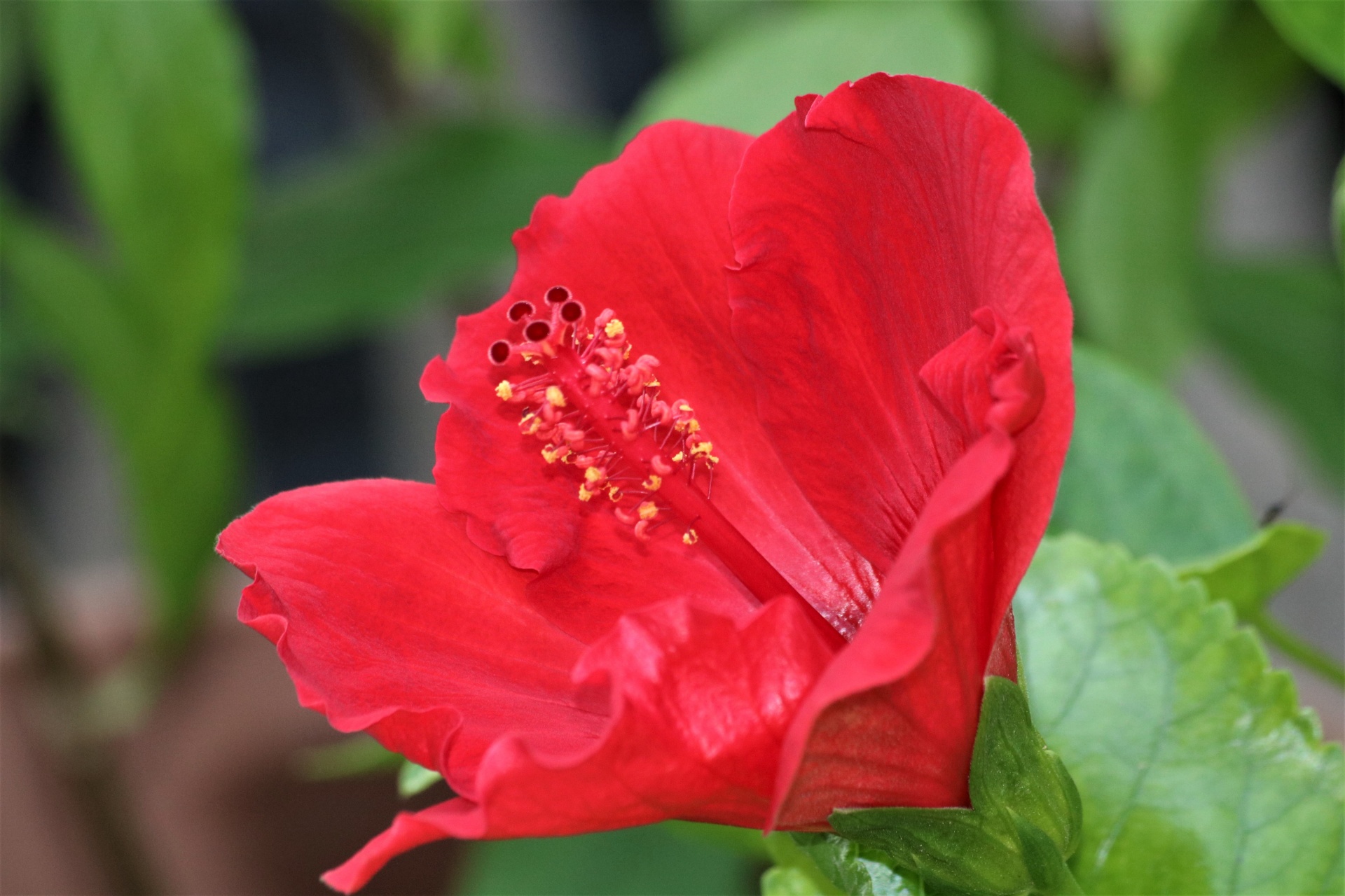 Profil de fleur d'hibiscus rouge