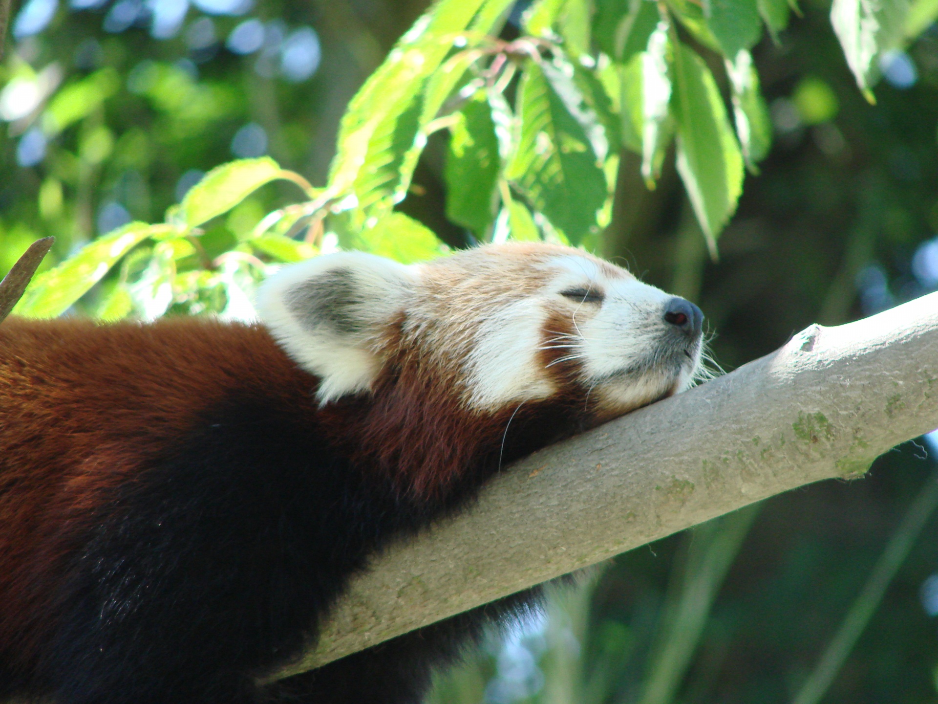Rode Panda Ailurus fulgens