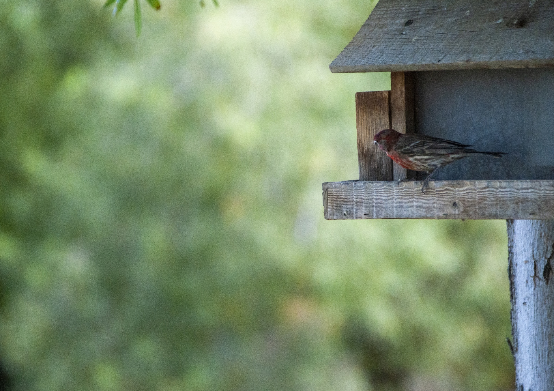 Robin într-o casă de păsări