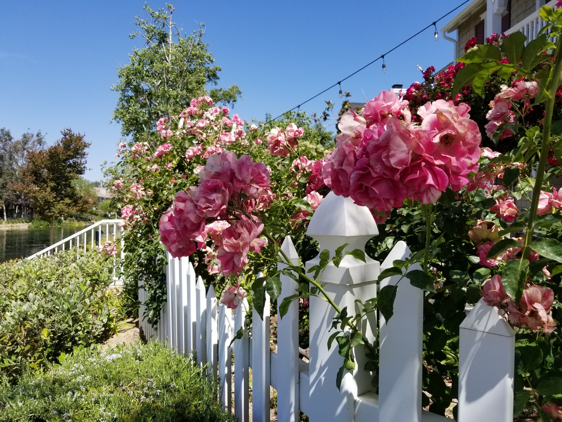 玫瑰和一个白色栅栏