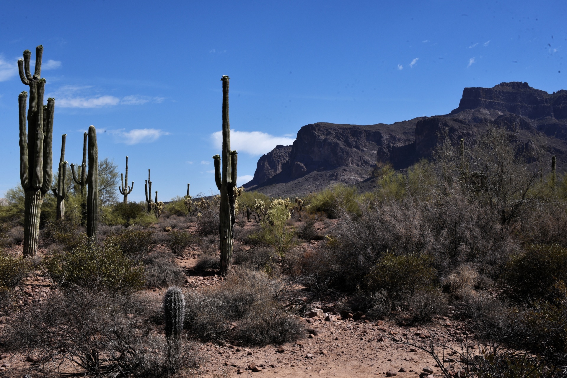Saguaro Cactus en berg