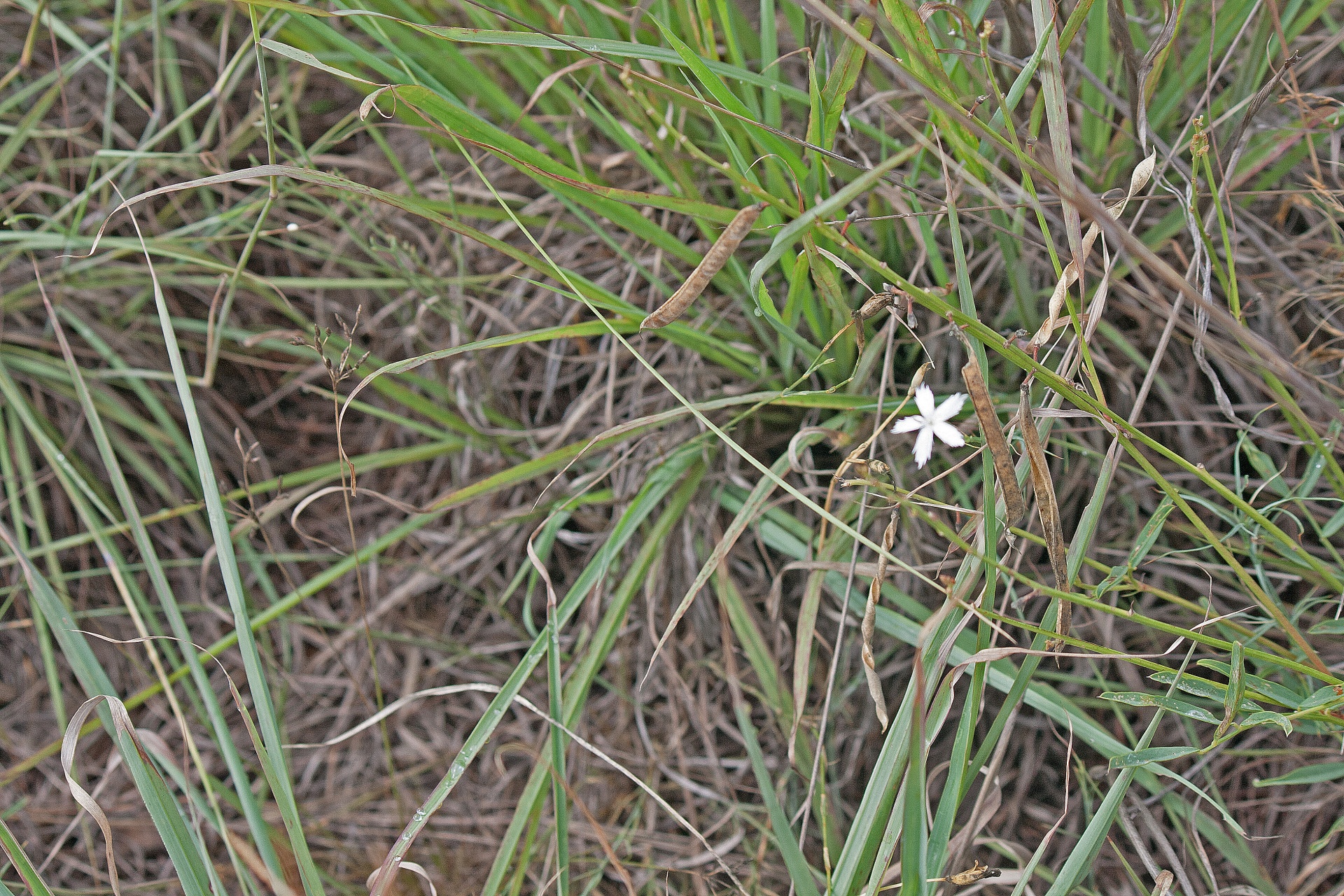 Kleine witte veldbloem