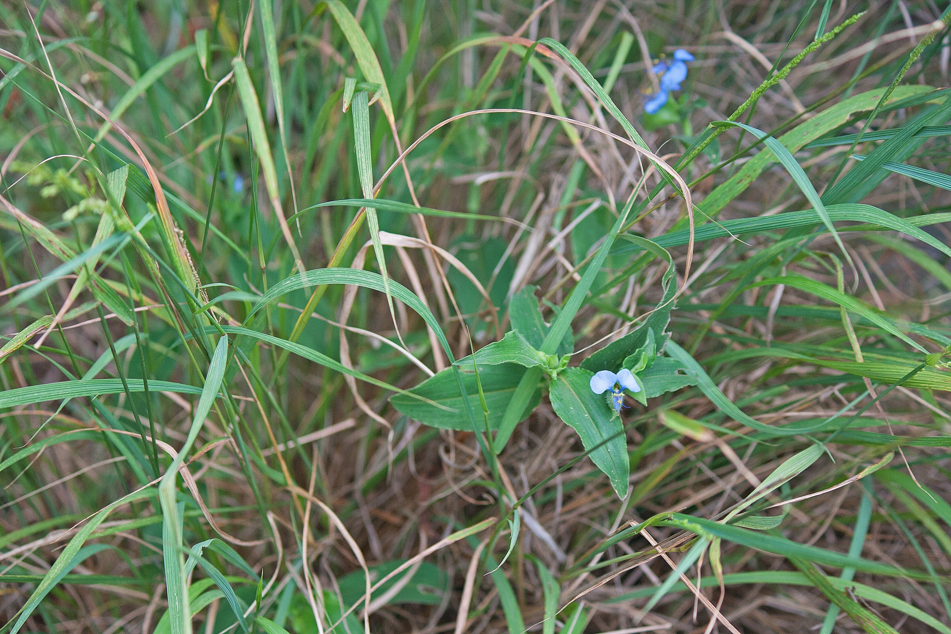 Kleine wilde blauwe bloem
