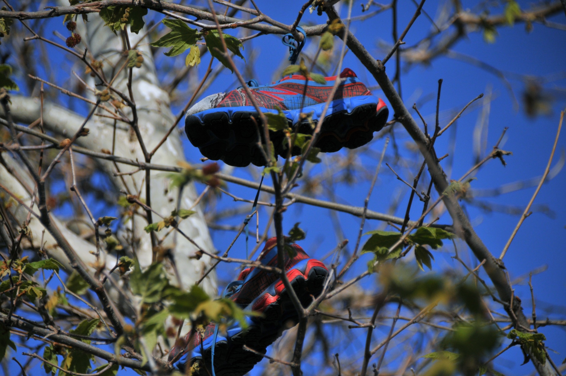 树中的运动鞋