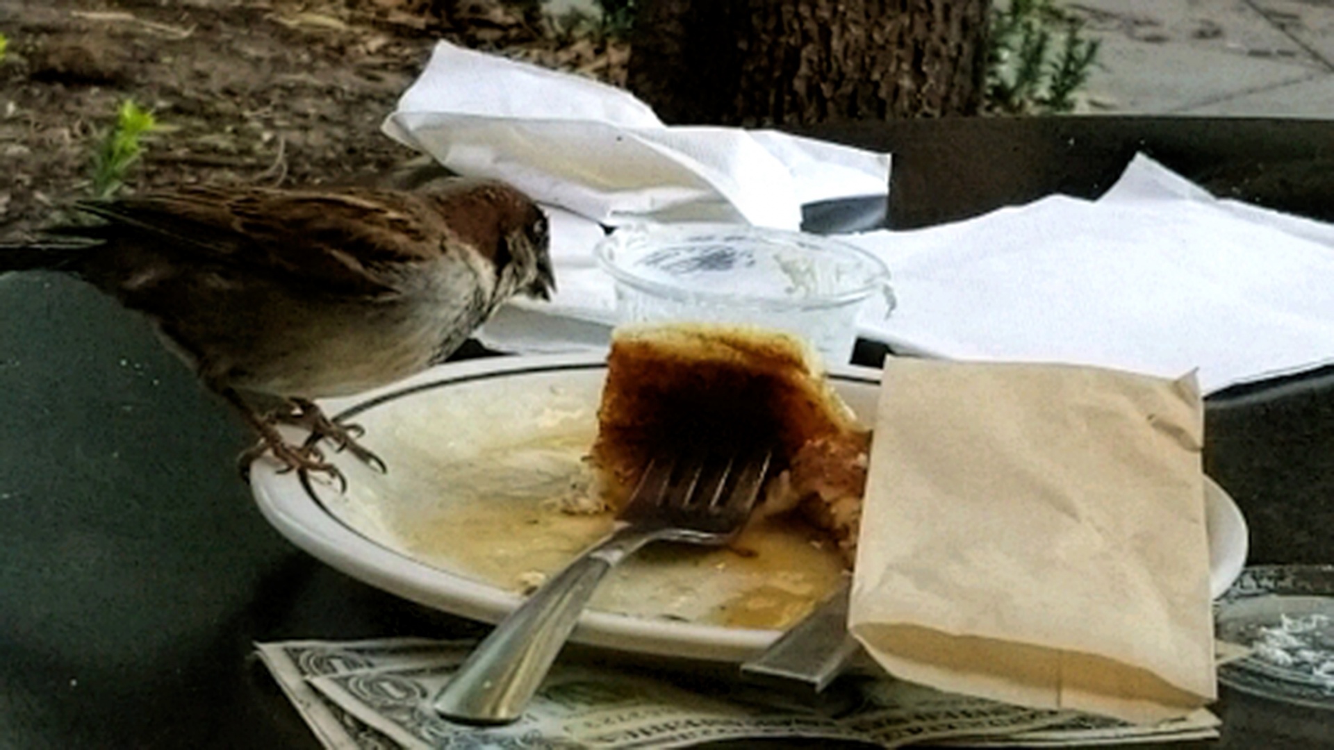 麻雀采取食物有趣
