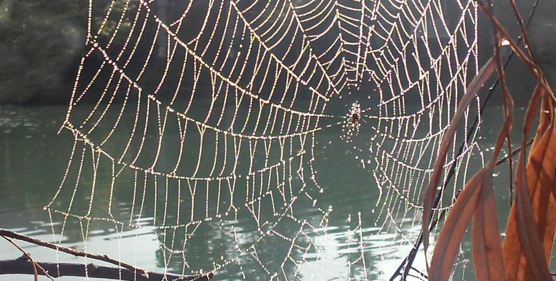 蜘蛛网与露水