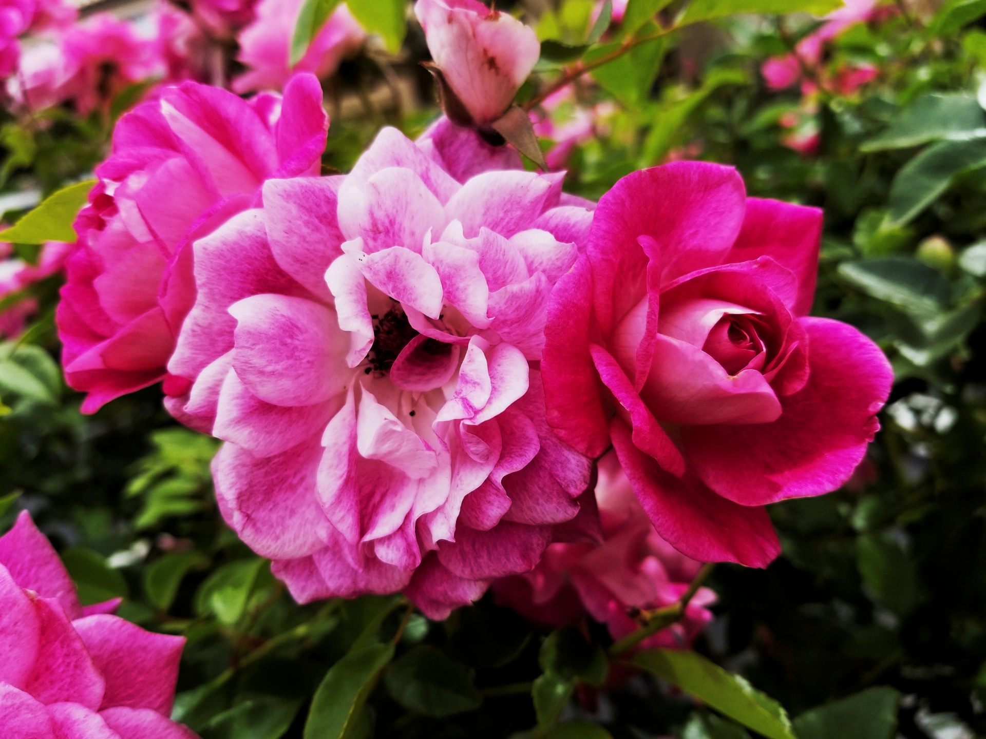 Spray van roze rozen