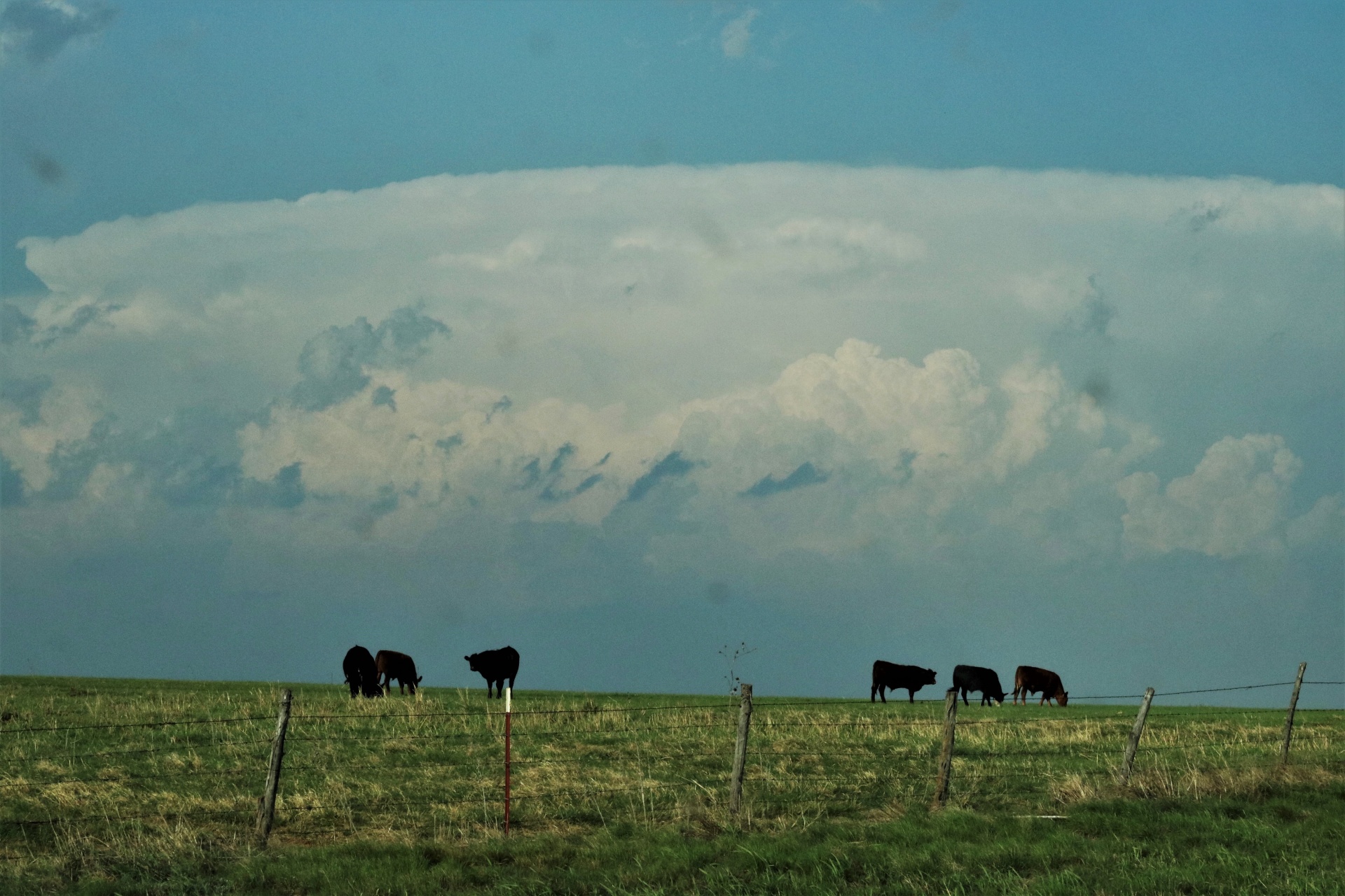 Stormwolken en koeien