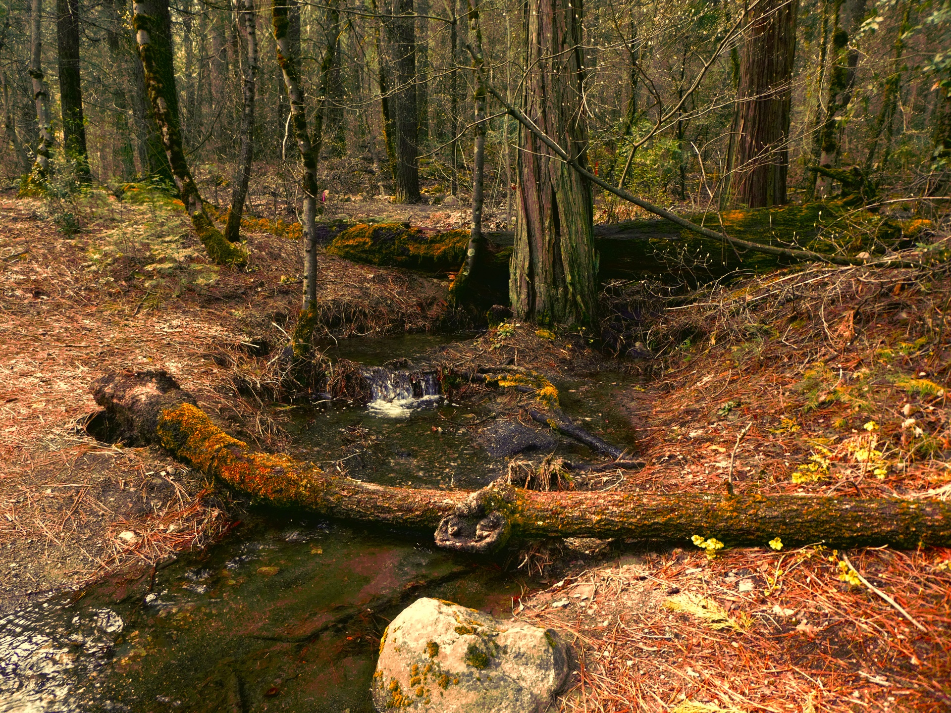 Stream in het bos