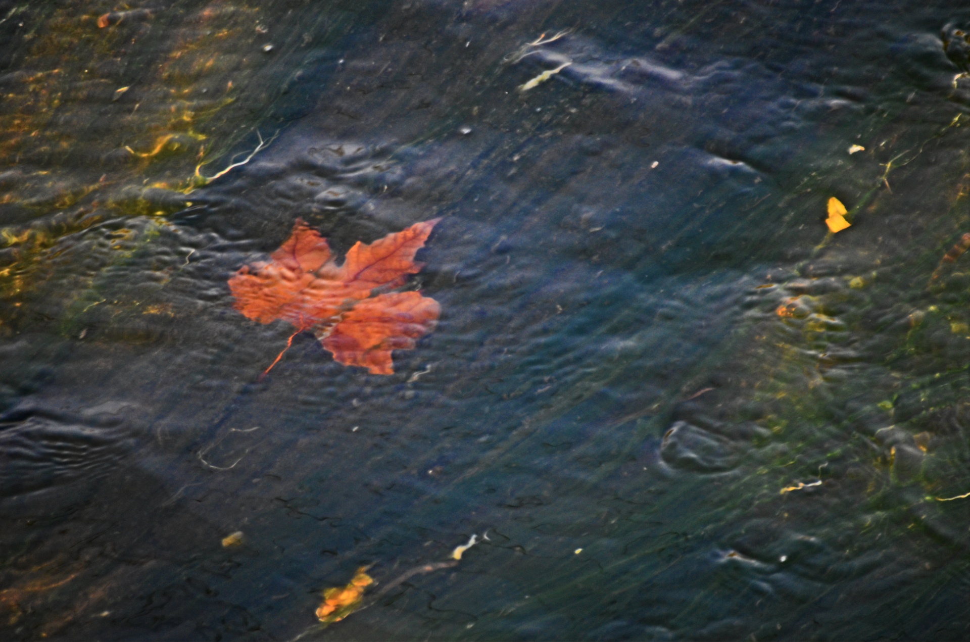 被淹没的叶子