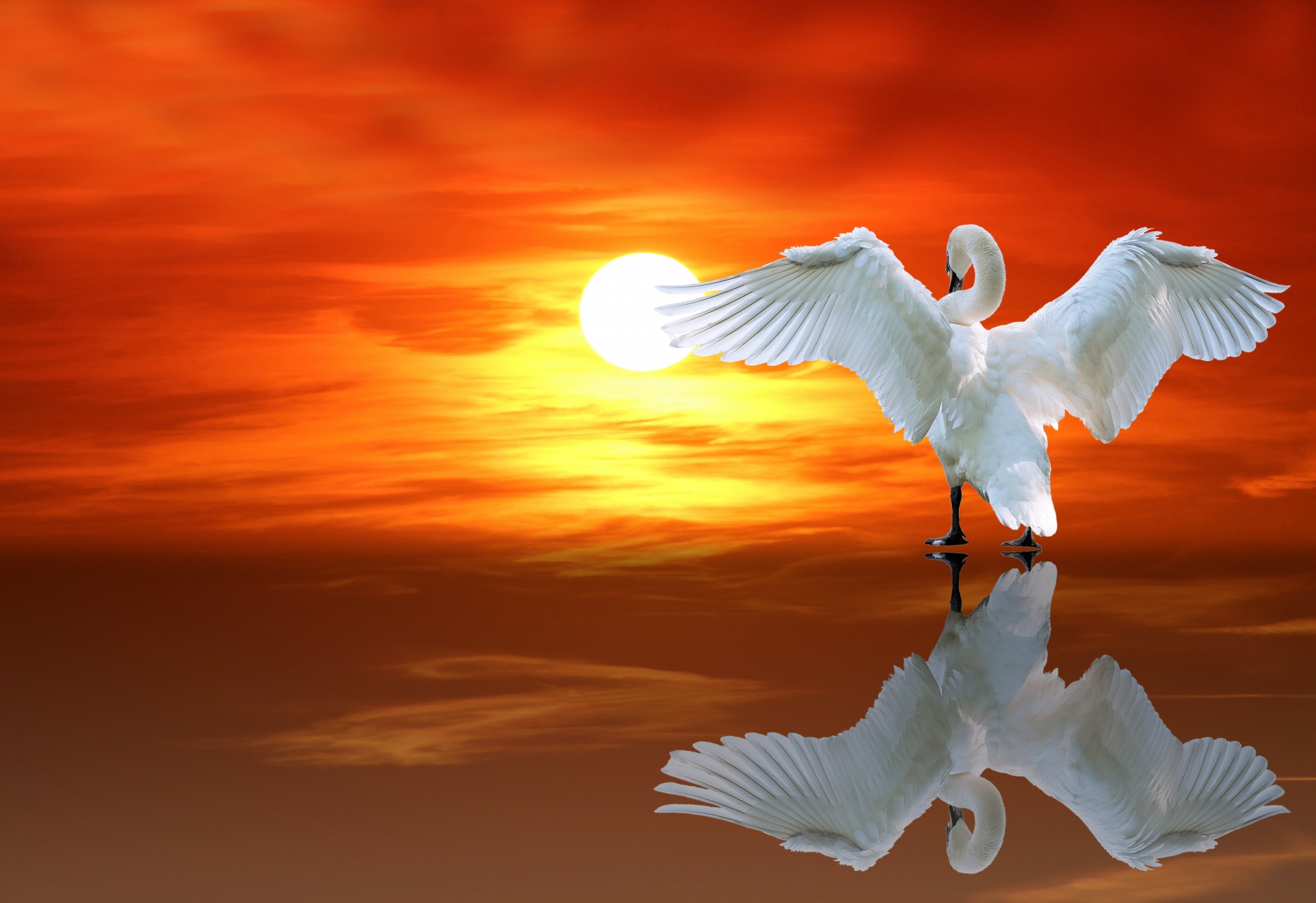 Swan reflectie Sunrise