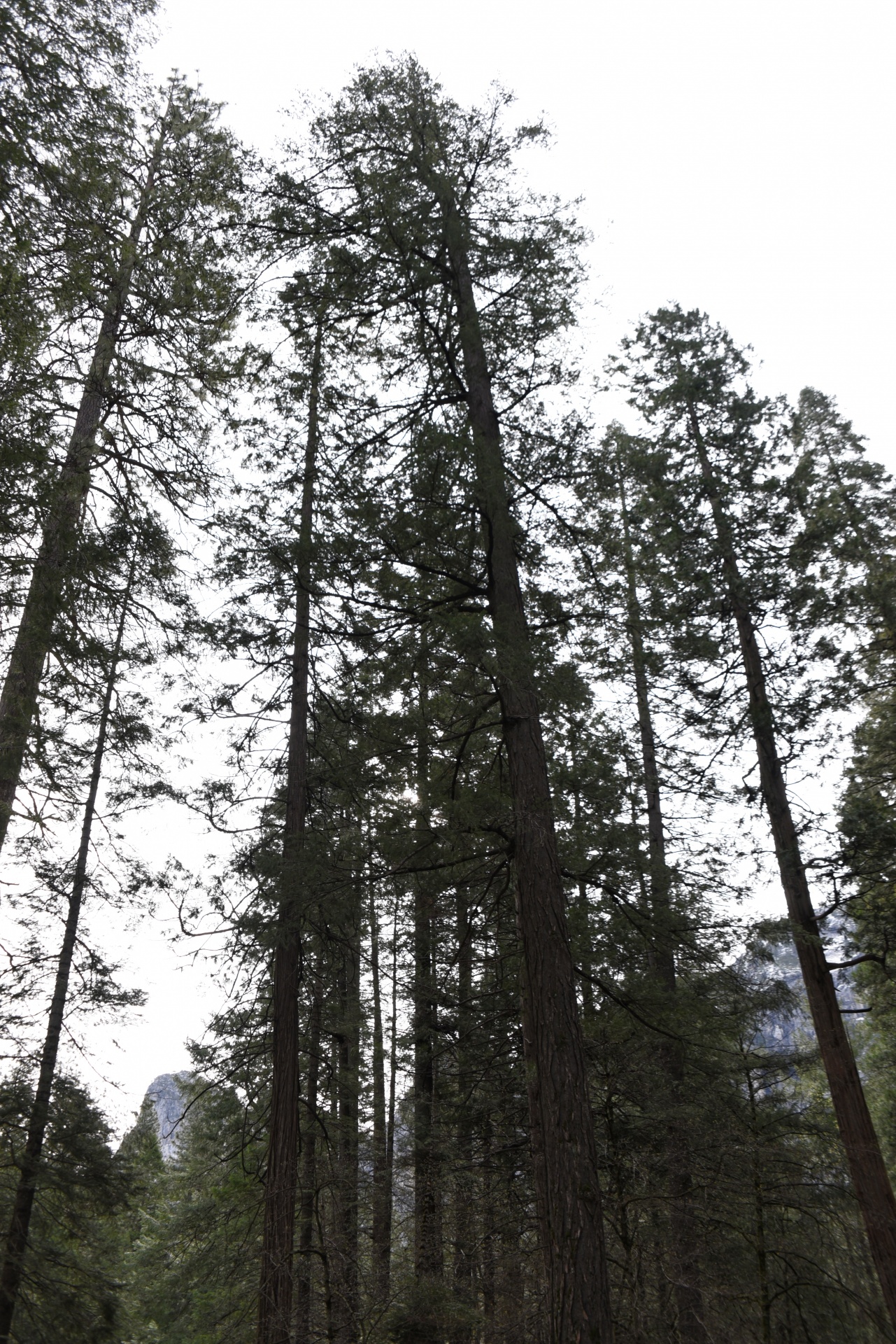 Hoge bomen van Yosemite
