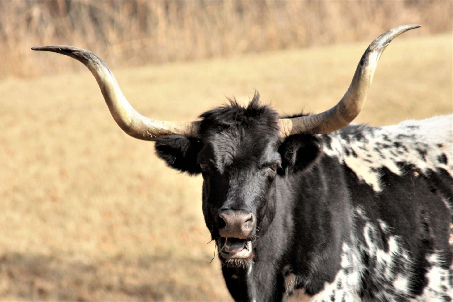 Texas Longhorn Bull Close-up