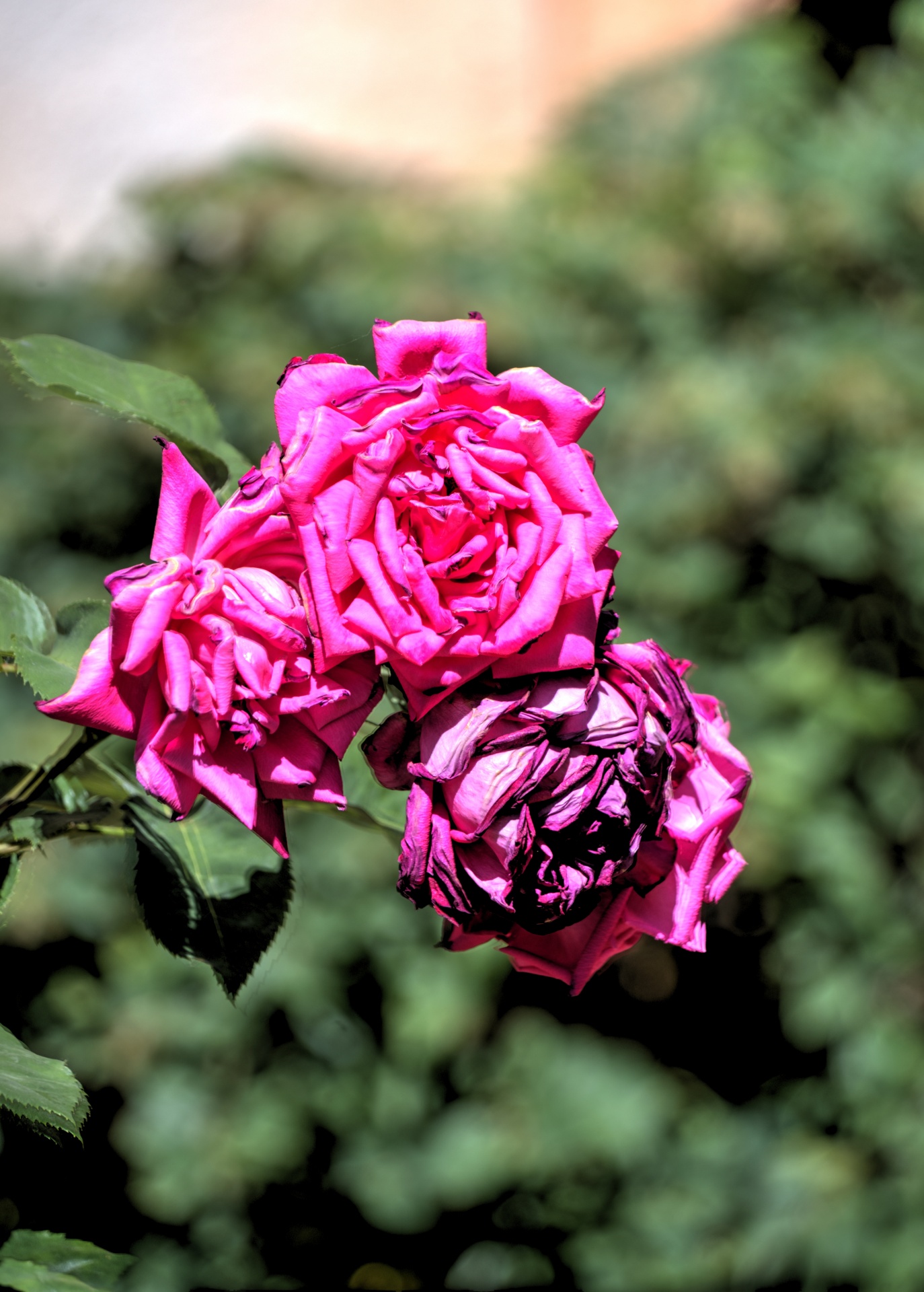 三朵粉红色的玫瑰