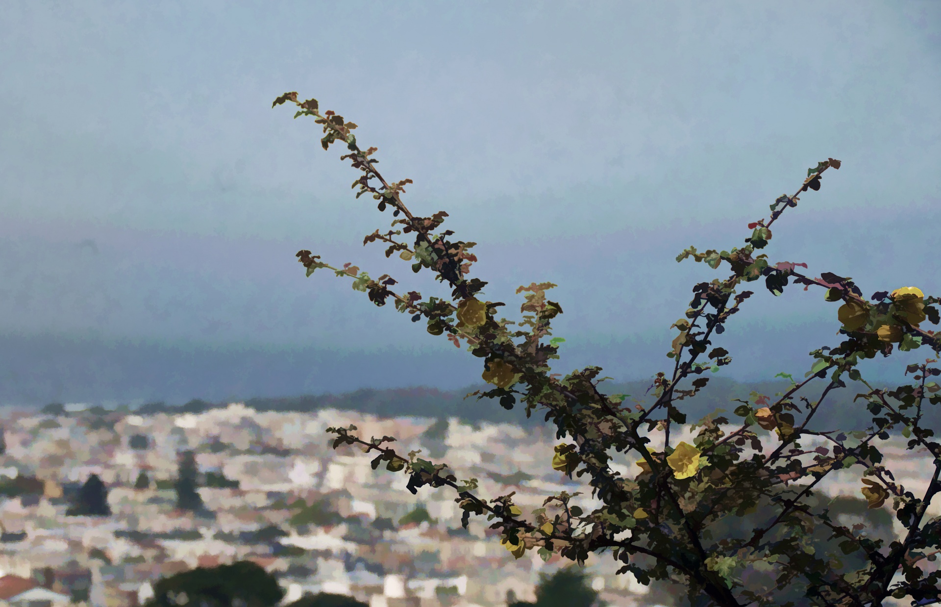 树枝和旧金山