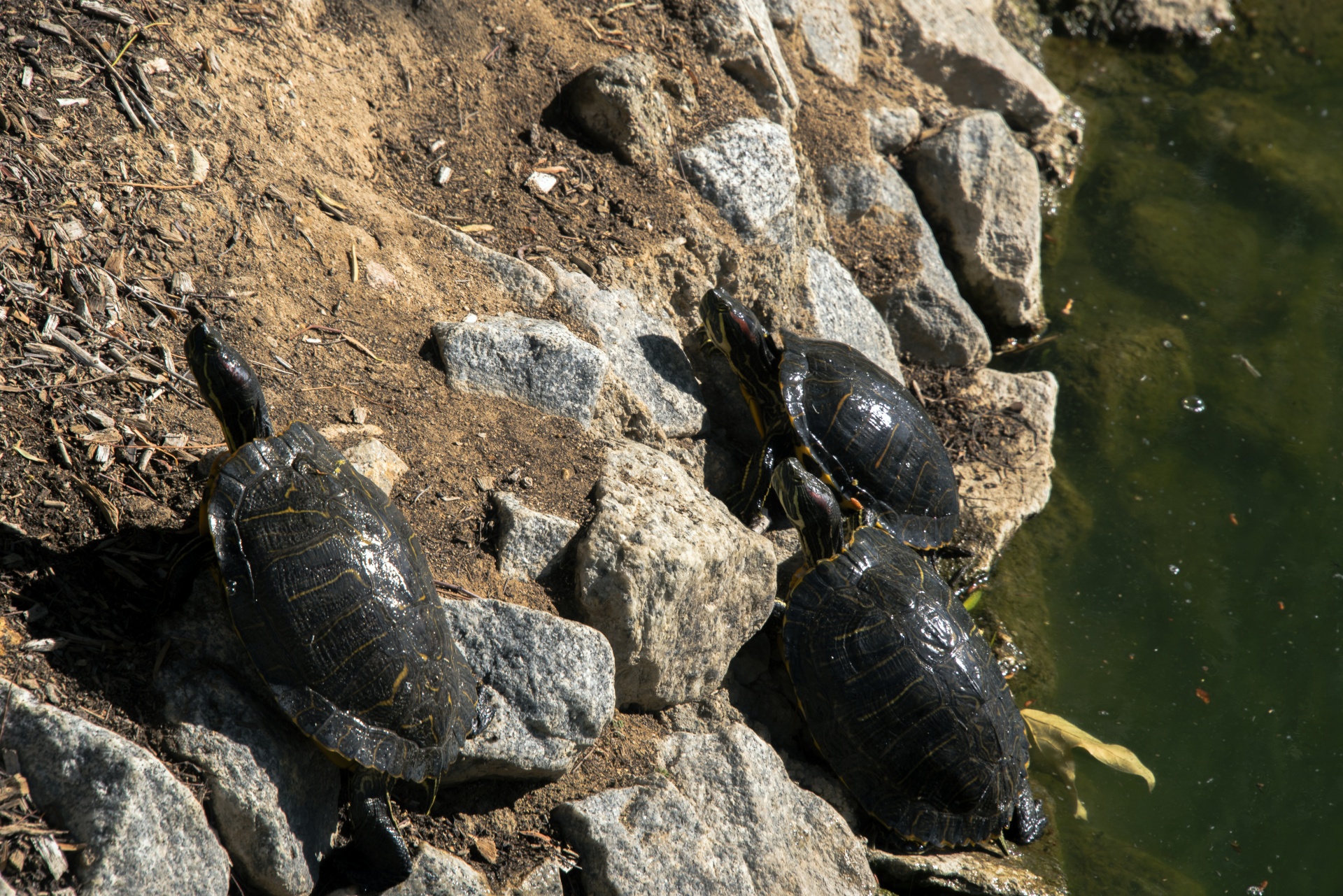 Schildpadden zonnen op rotsen