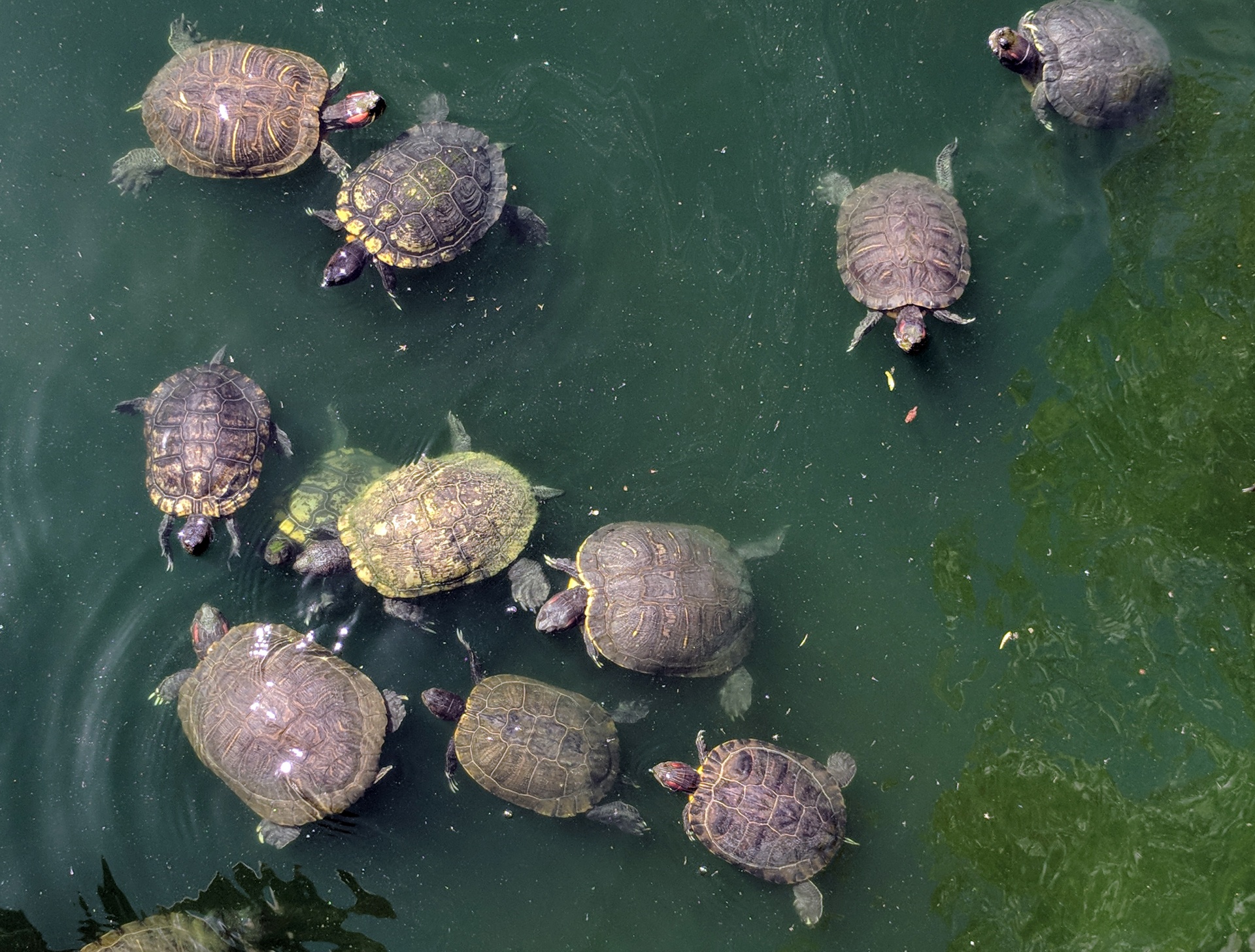 Schildpadden zwemmen