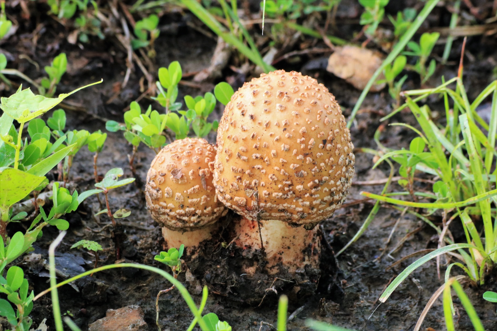 两个布朗鹅膏菌蘑菇