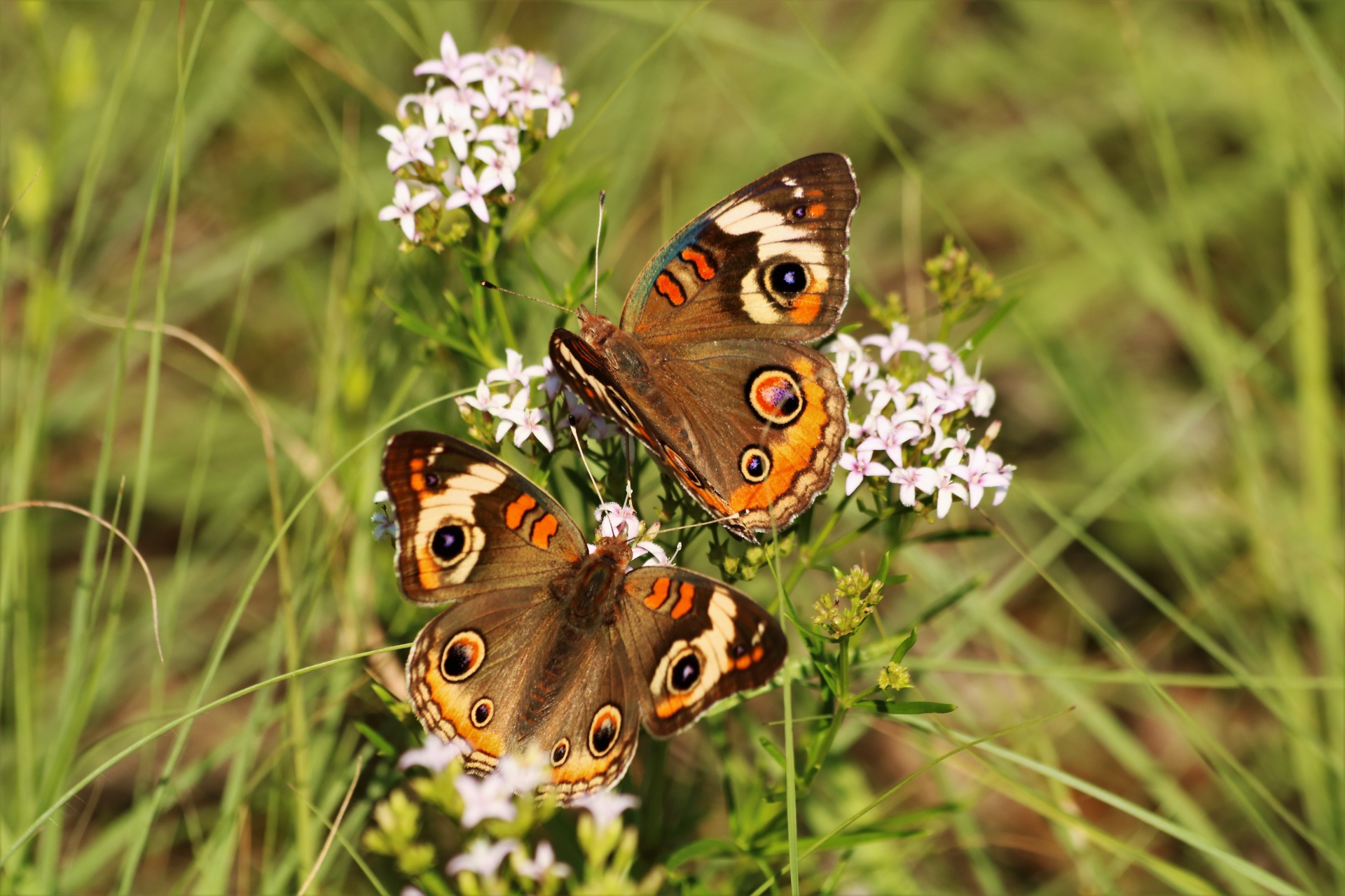 Twee gemeenschappelijke Buckeye-vlinders