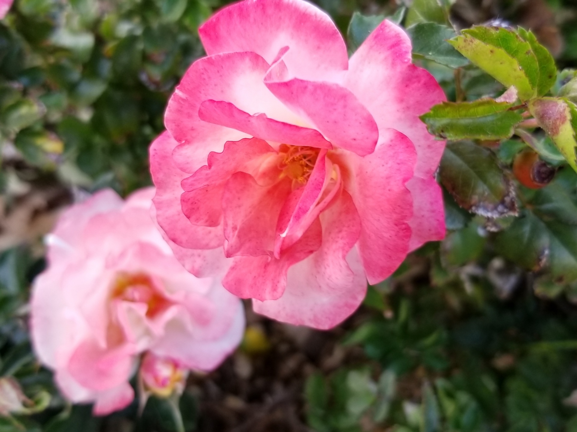 两朵粉红色的玫瑰