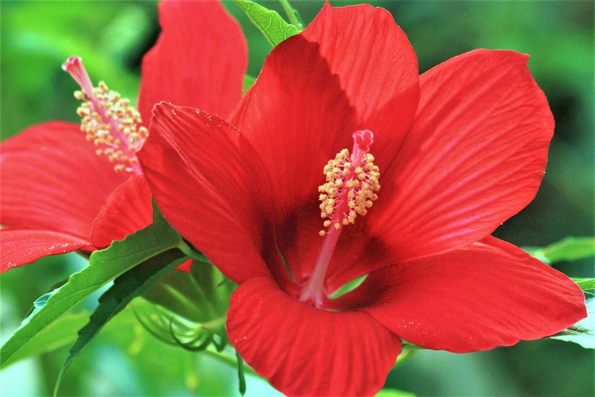 Two Red Hibiscus Close-up