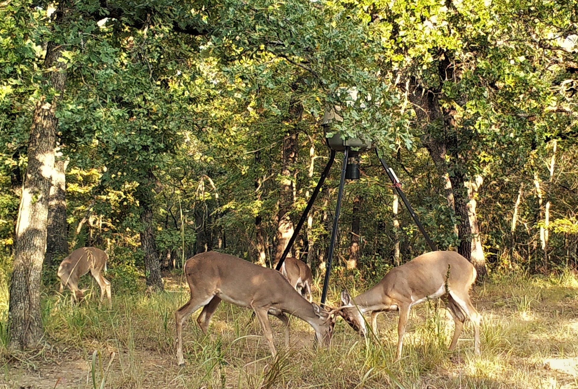 Twee White-tail Buck Deer Fighting