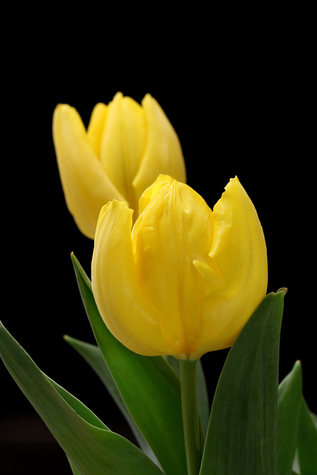 Twee gele tulpen op zwart