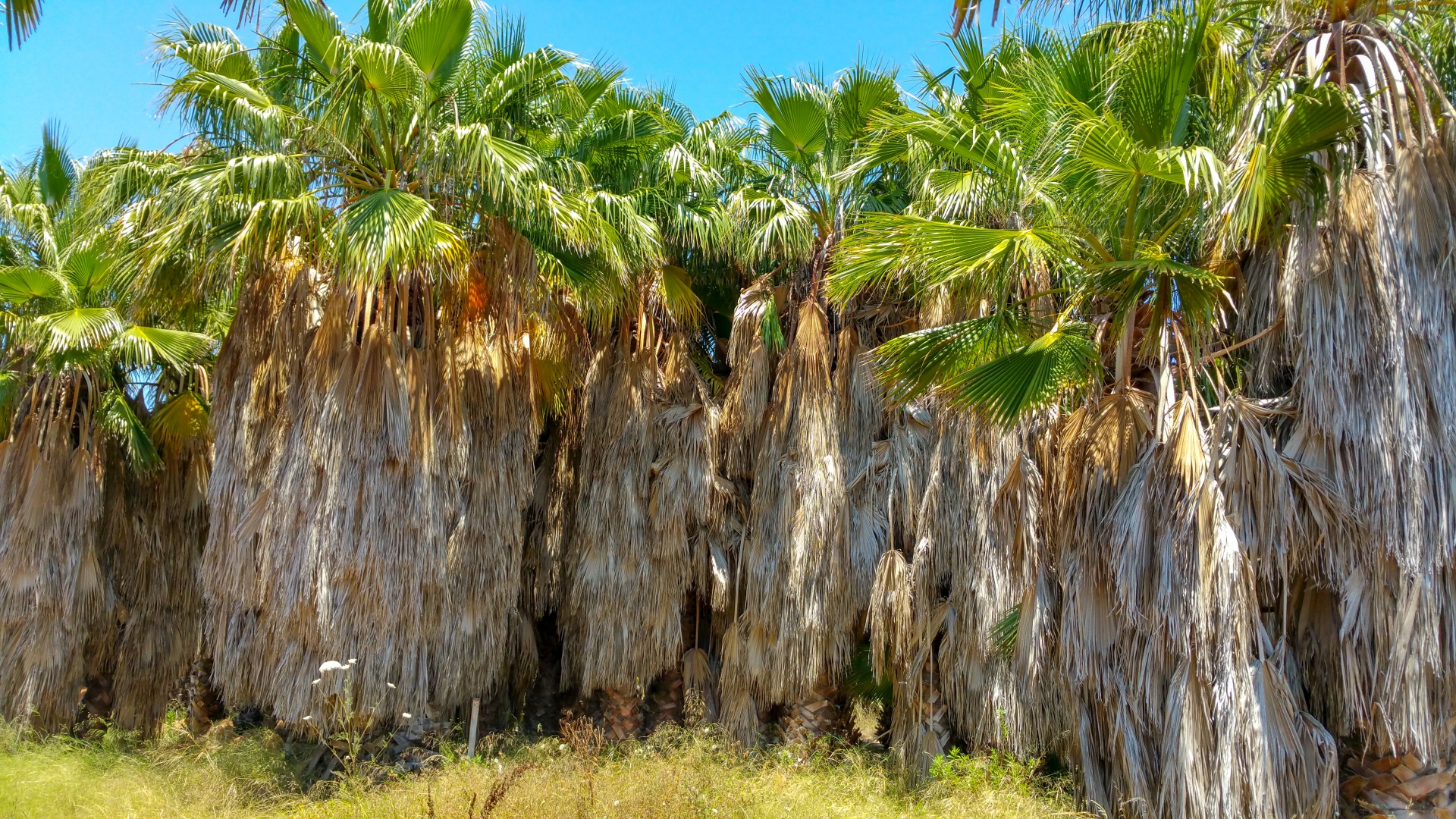 未修剪的棕榈树