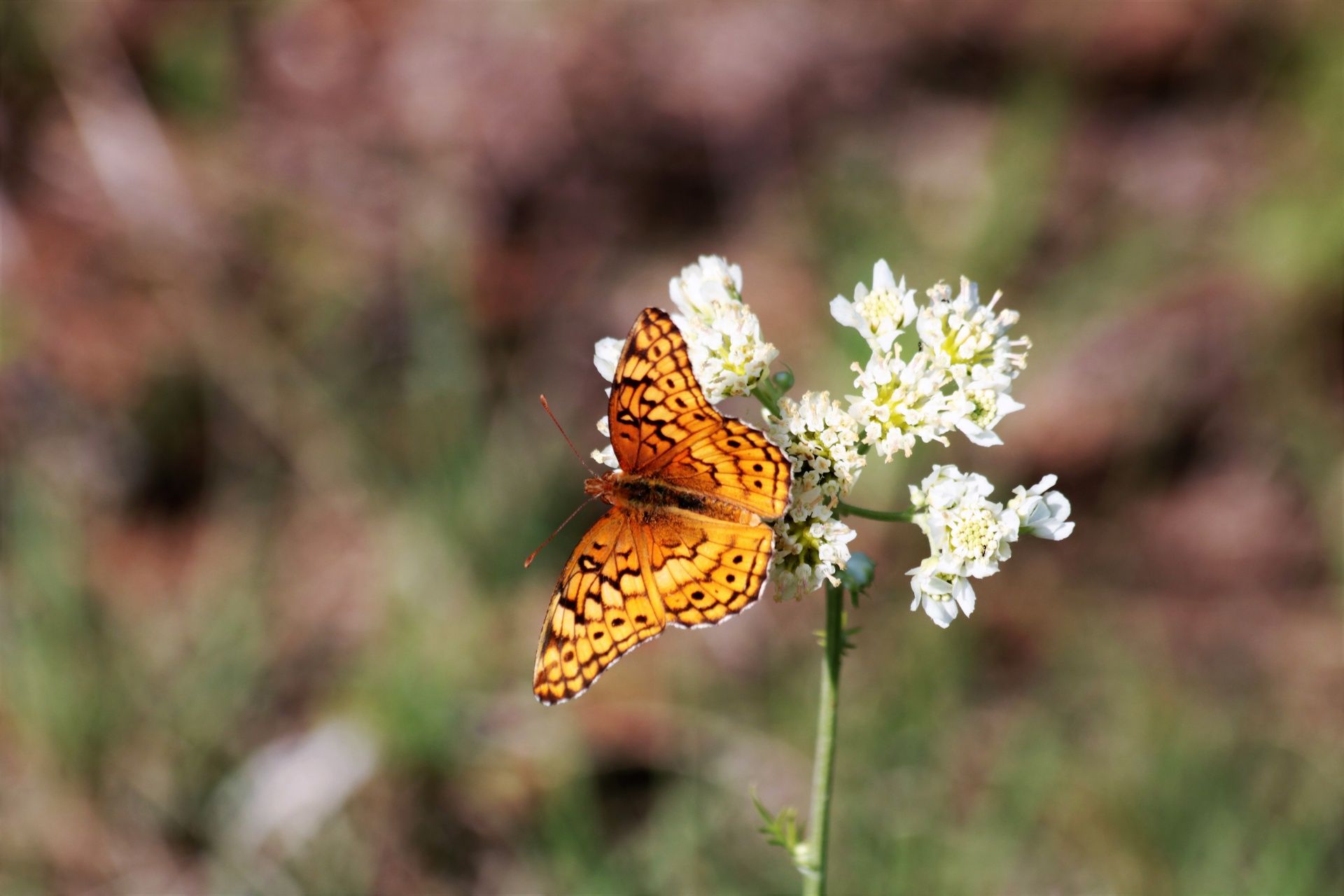 Bonte vlinder in parelmoervlinder 4