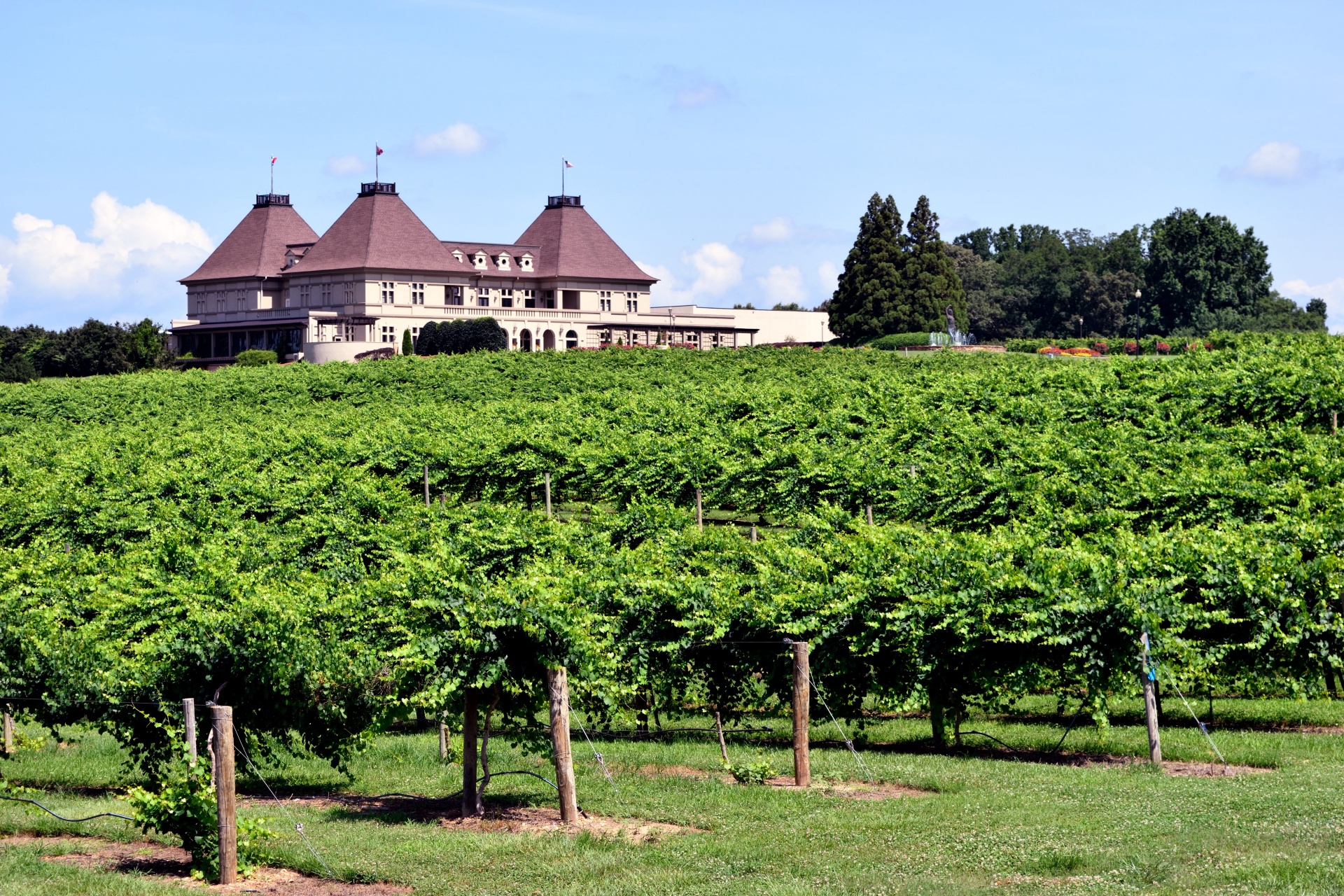 Wijngaard en wijnmakerijachtergrond