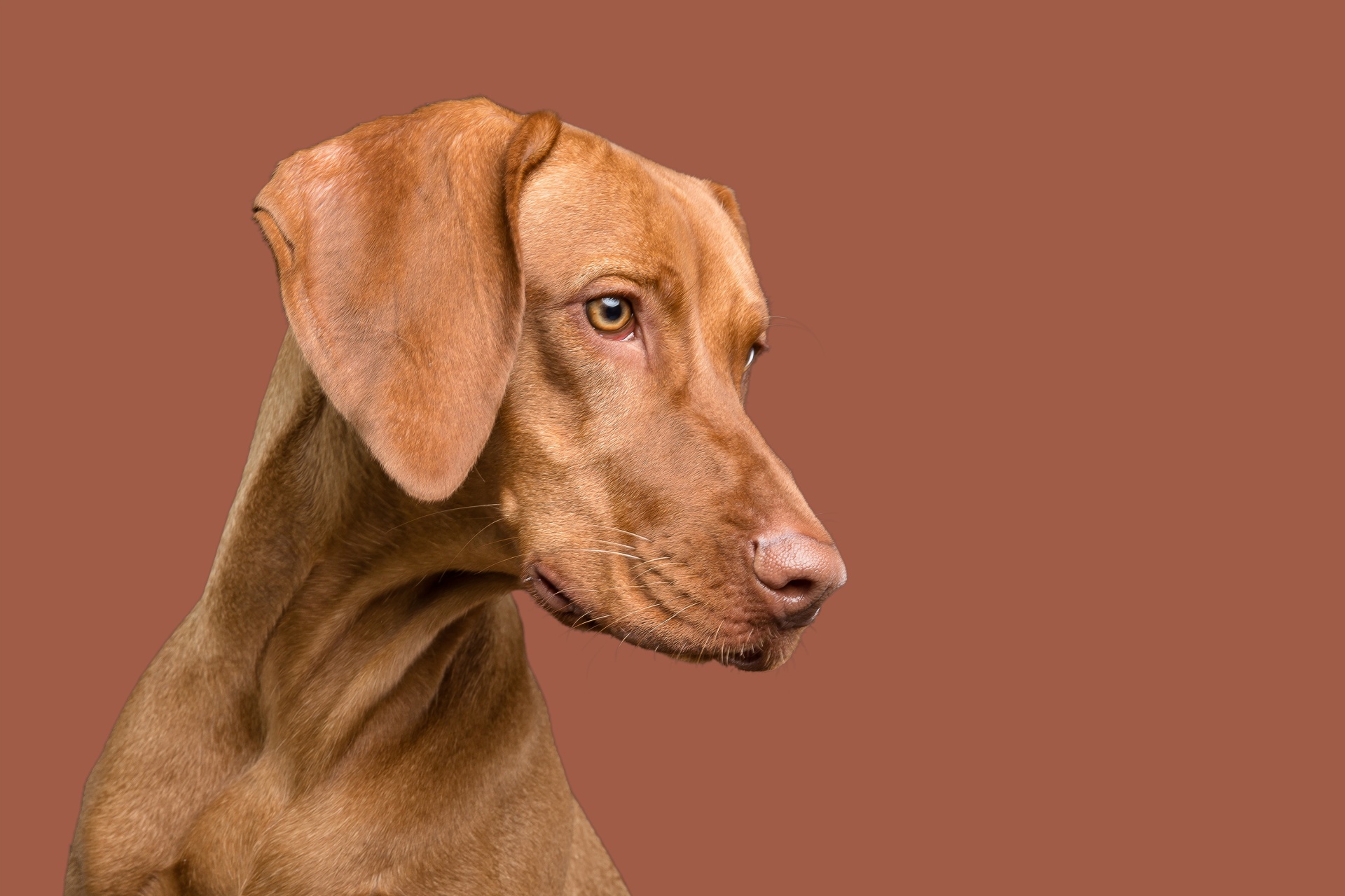 Retrato de perro Vizsla