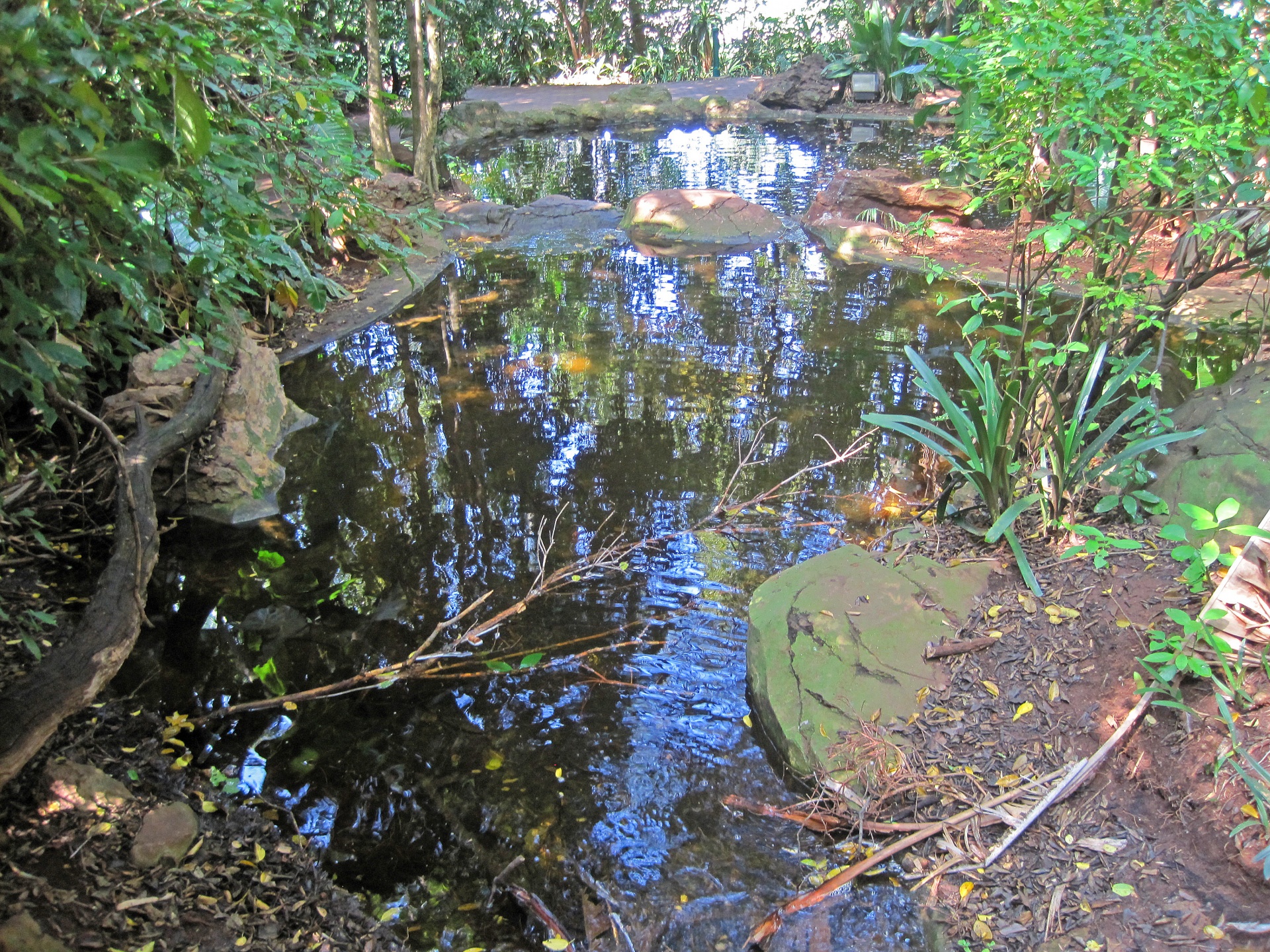 Water Pond In A Shady Spot