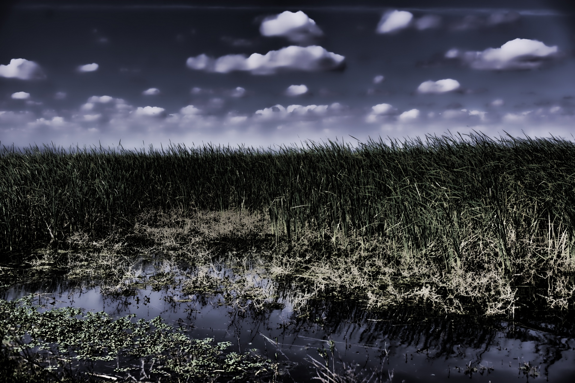 Wetlands In The Dark