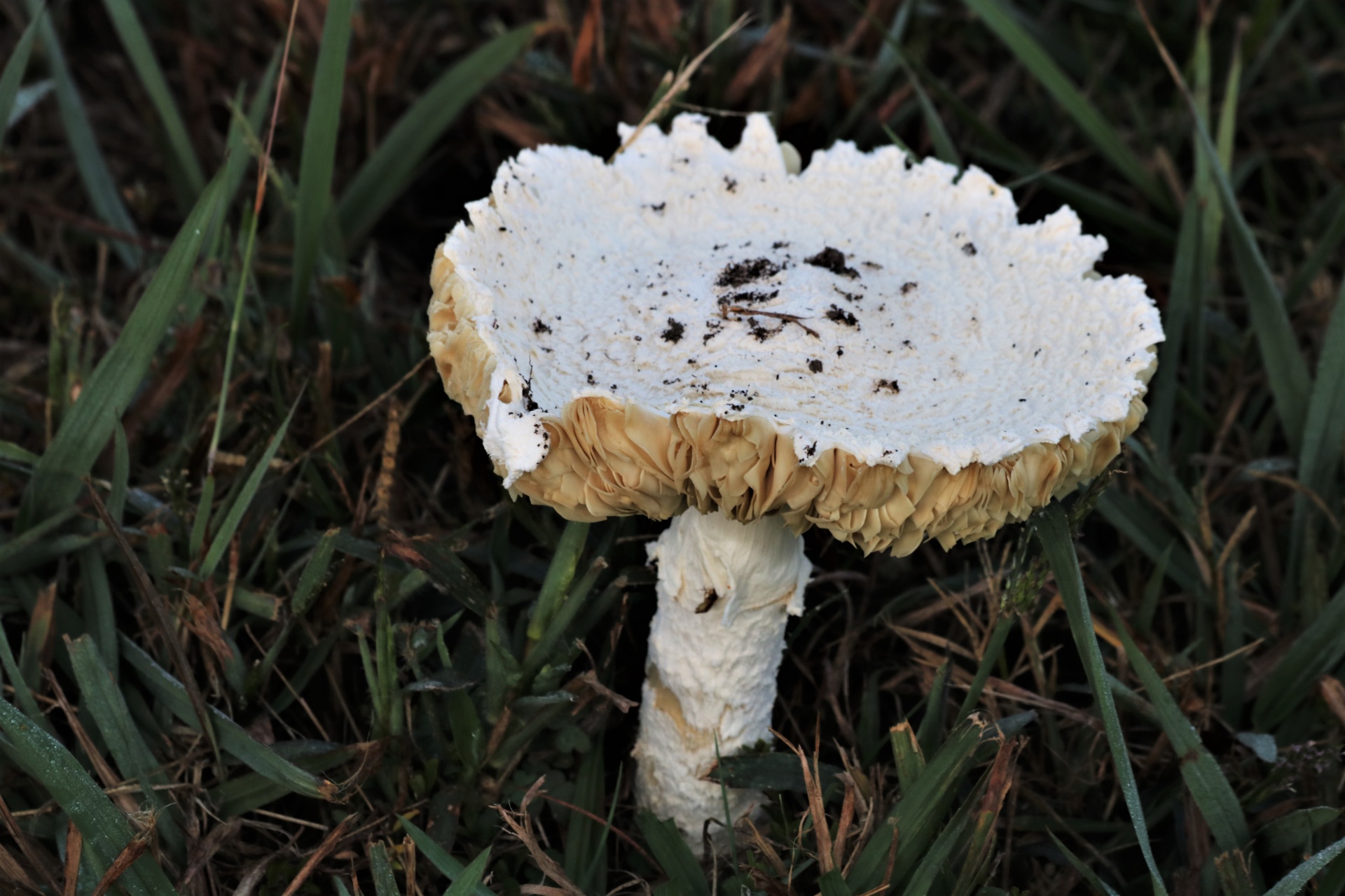在草的白色鹅膏菌蘑菇