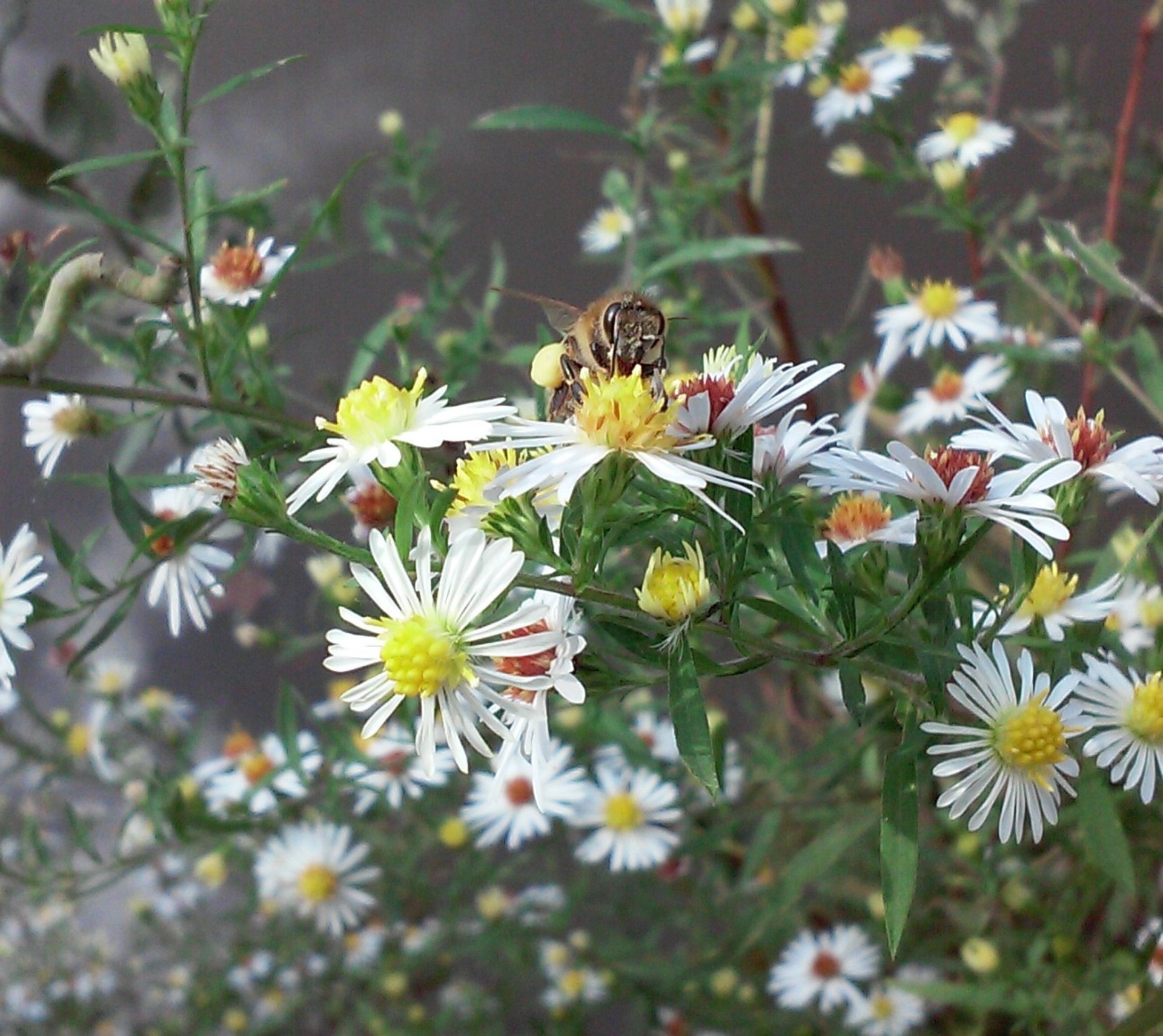 与蜜蜂的白色翠菊