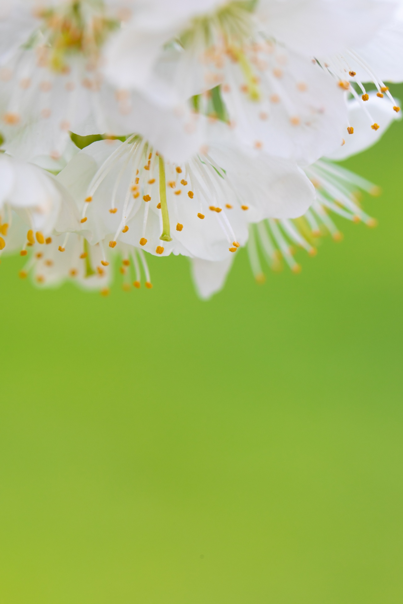 Fleurs de cerisier blanches