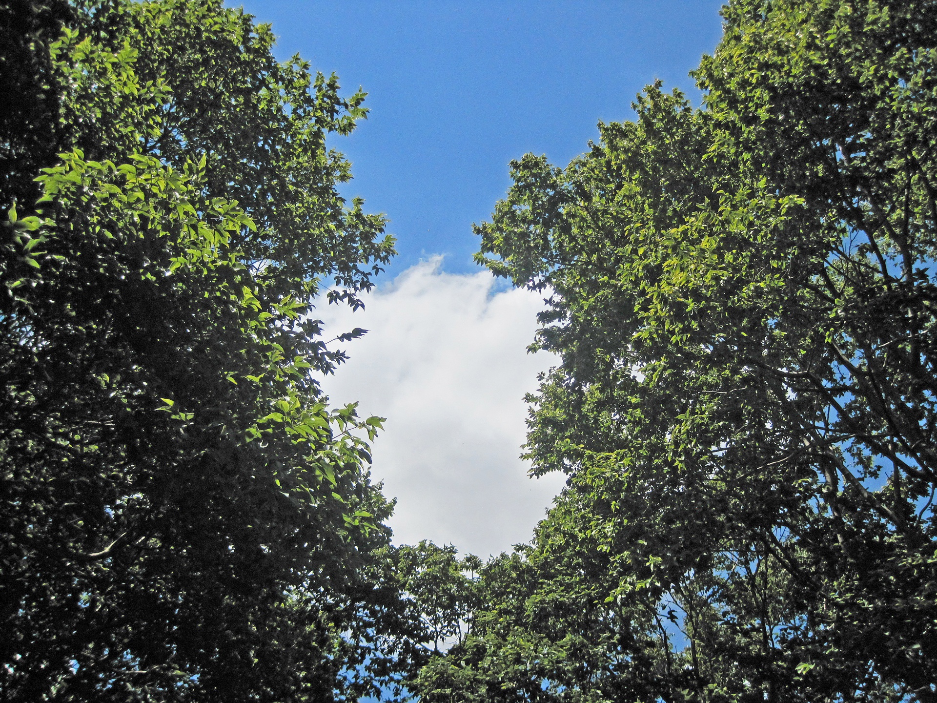 Witte wolk tussen groene bomen