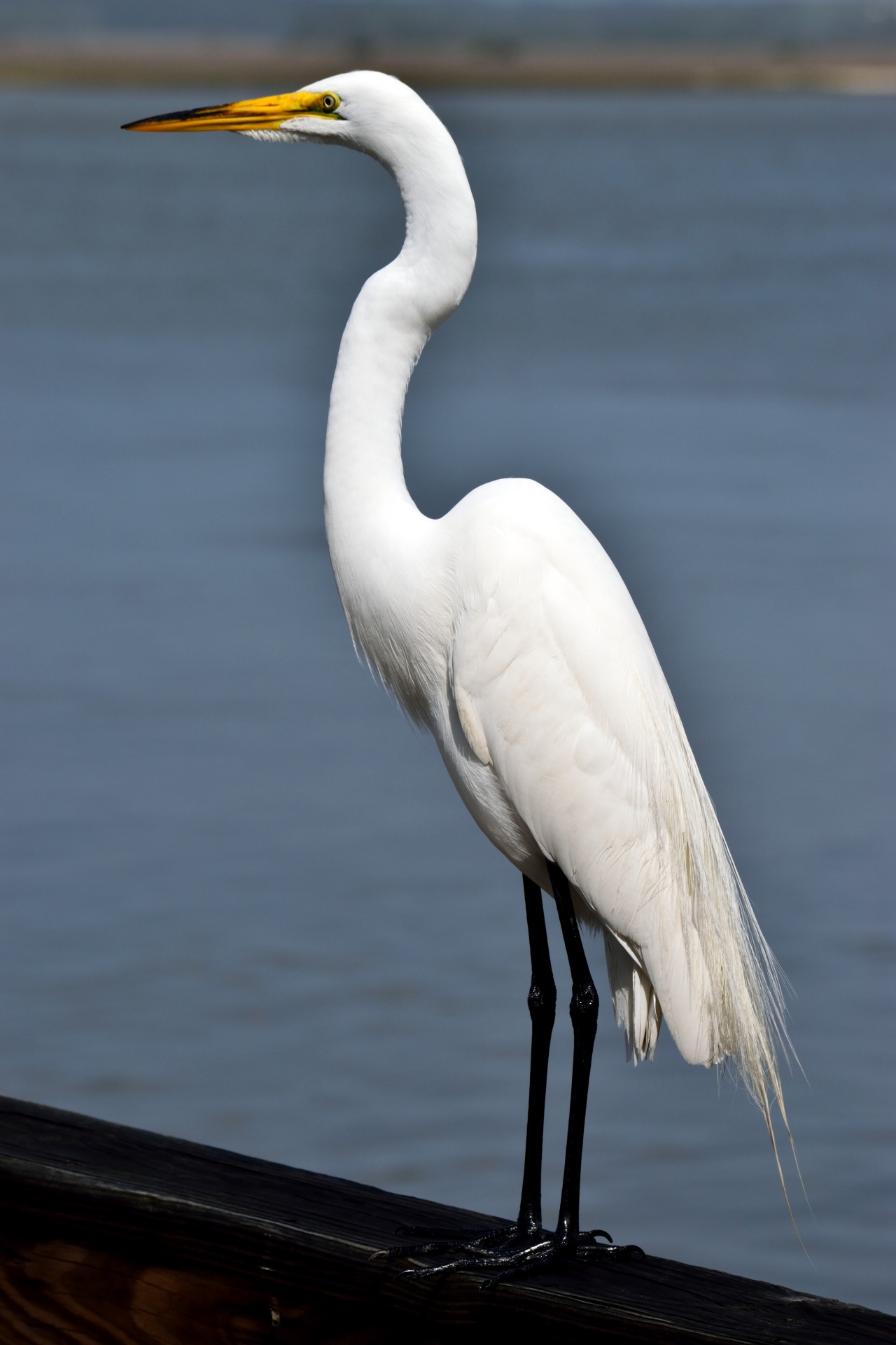 Fehér Egret