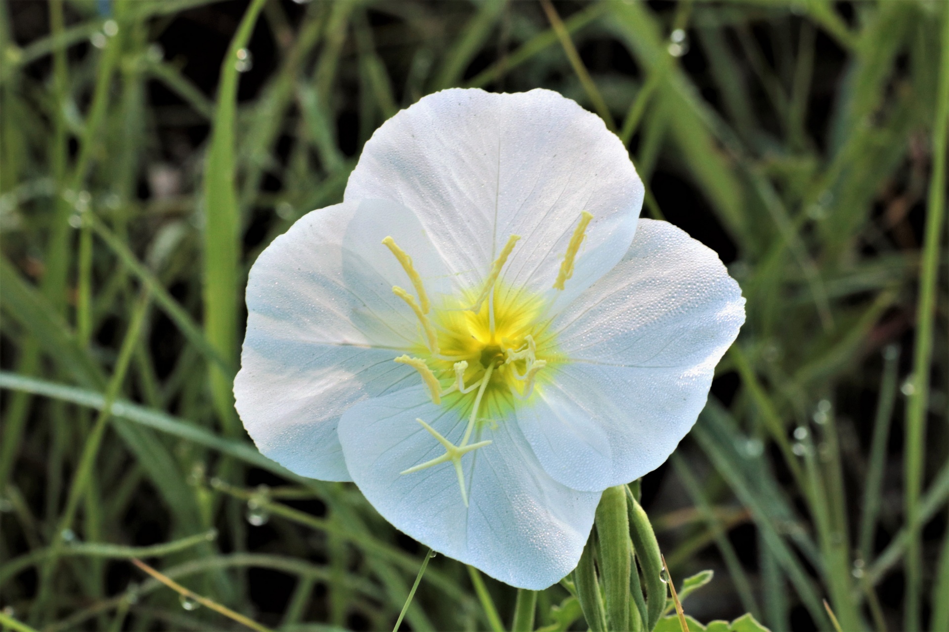 White Evening Primrose en Dew