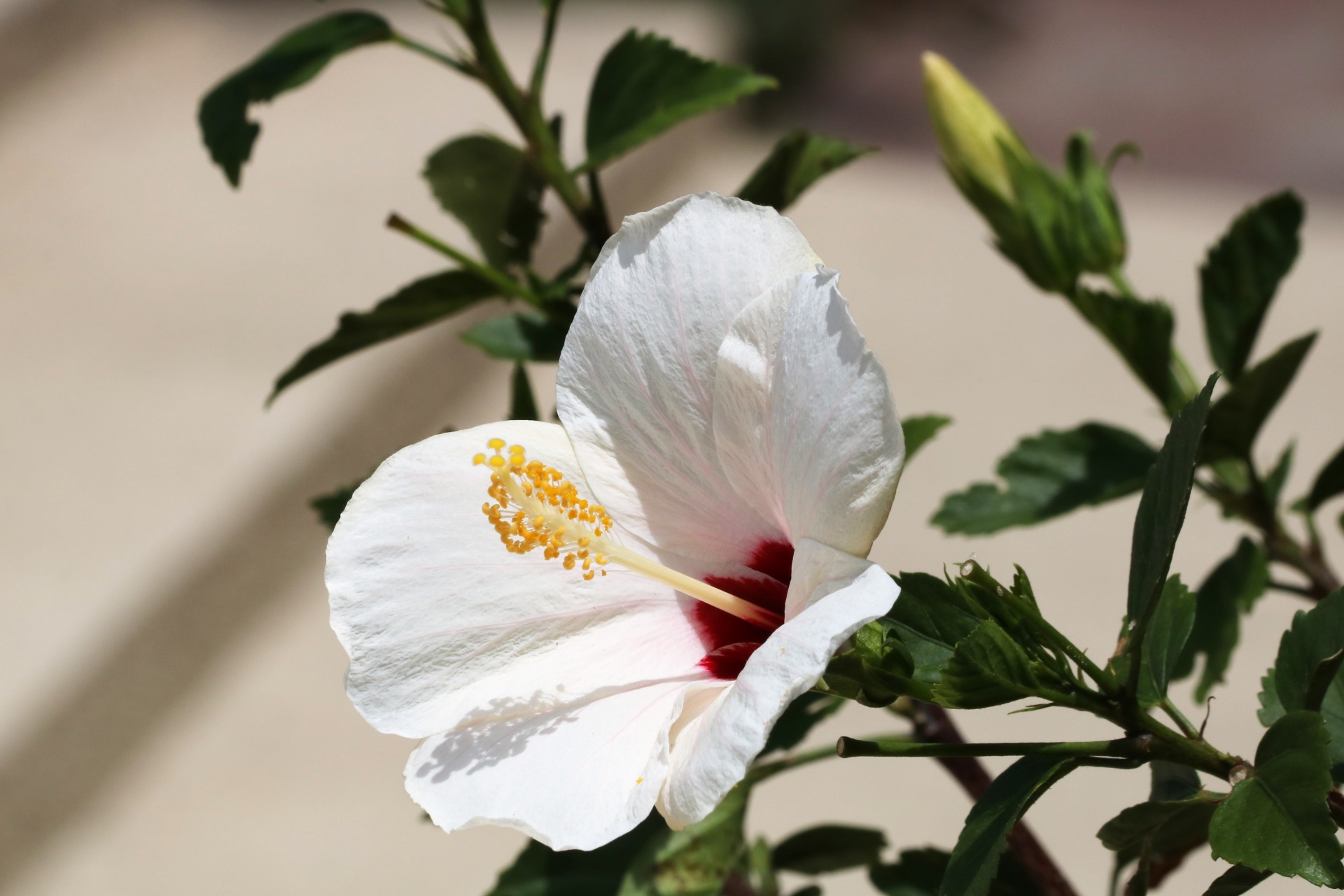 Hibiscus blanc et bourgeon