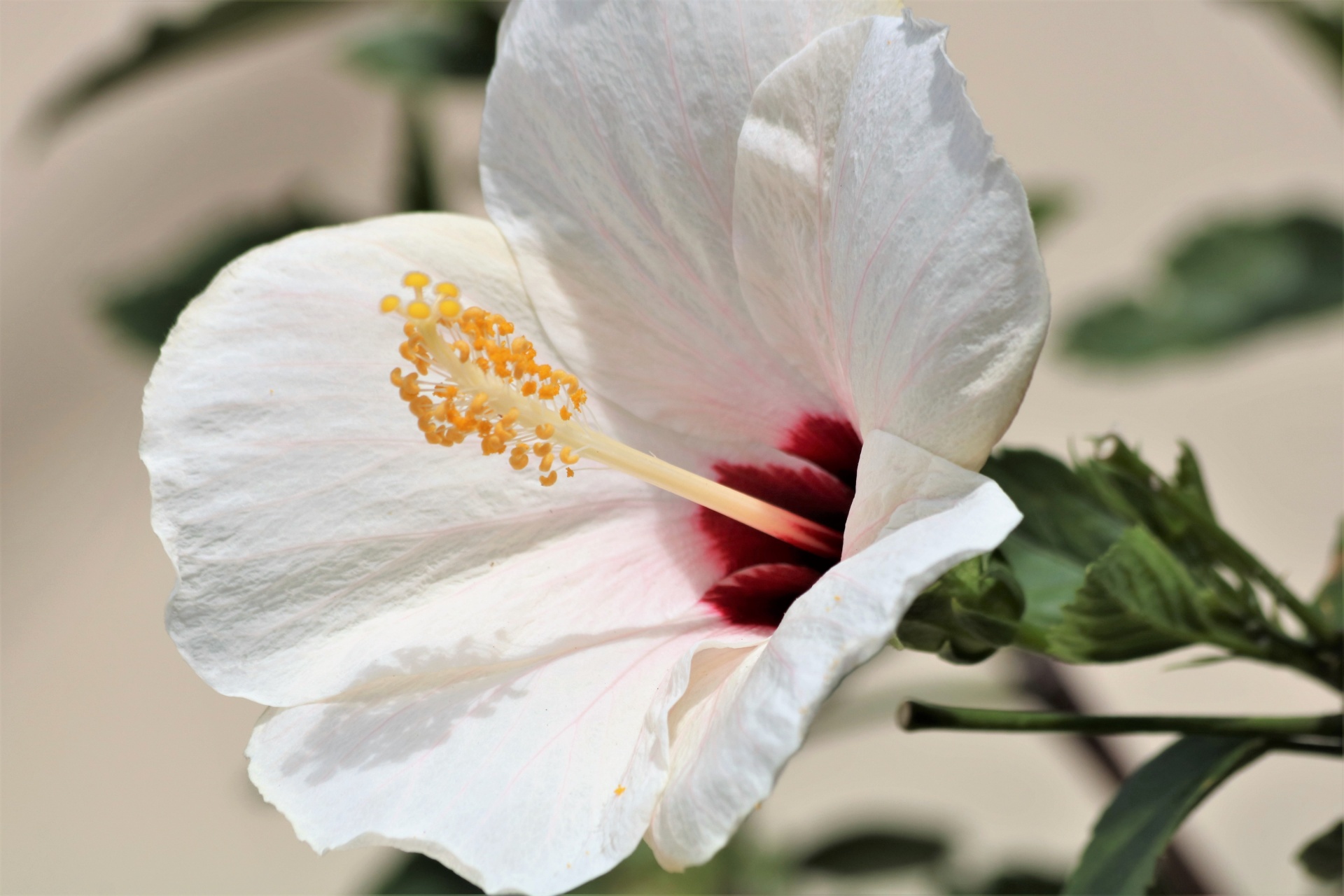 Witte Hibiscus Close-up