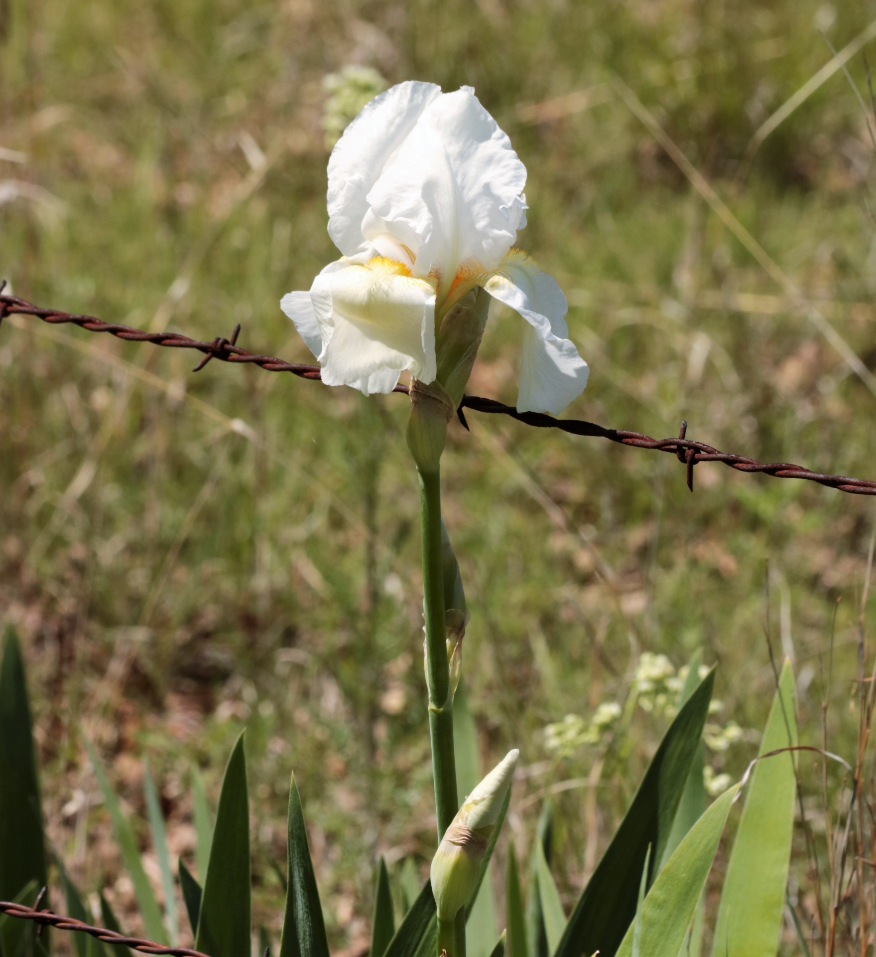 Witte Iris en prikkeldraad