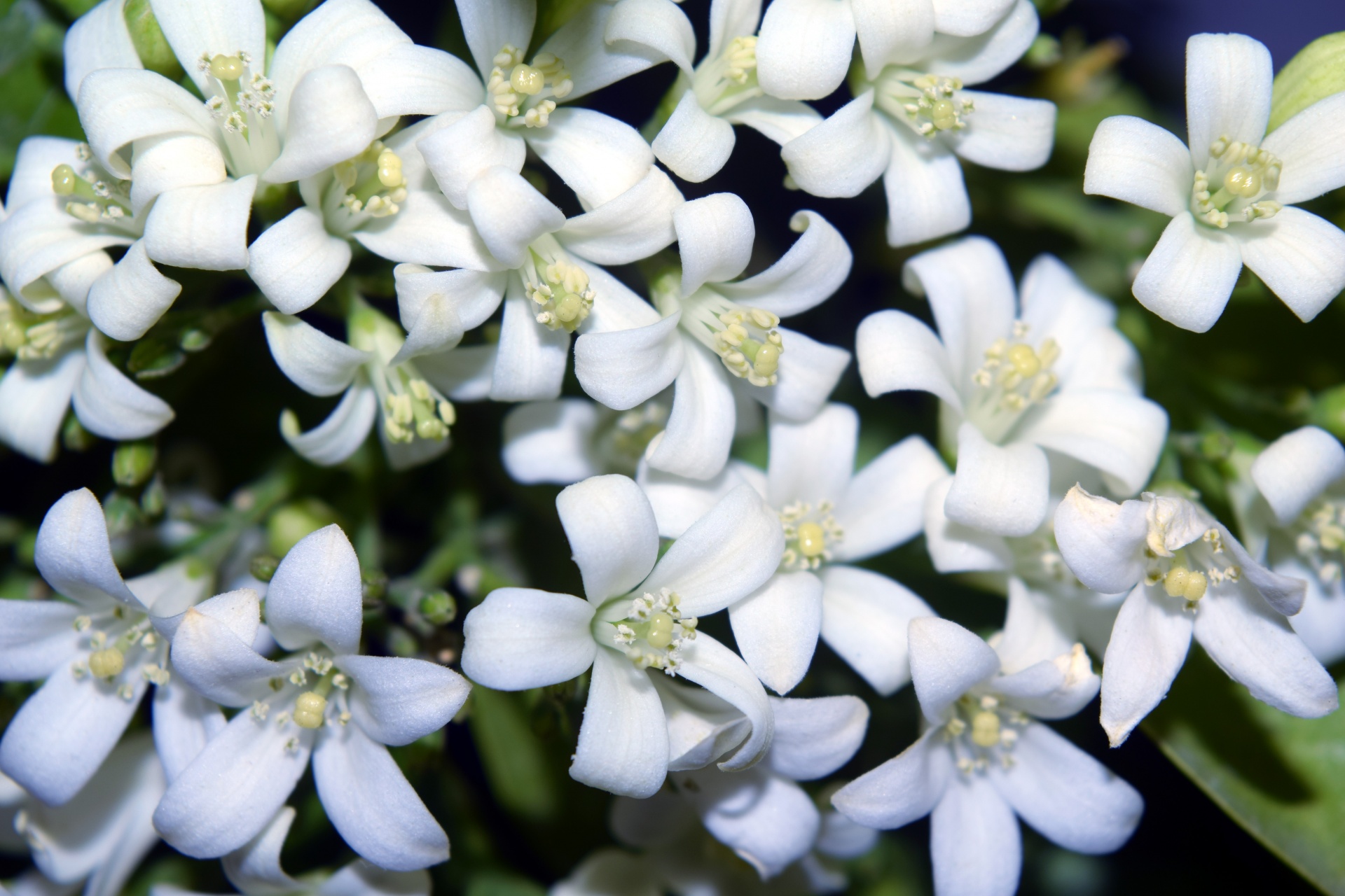 Witte kleine bloemen 1
