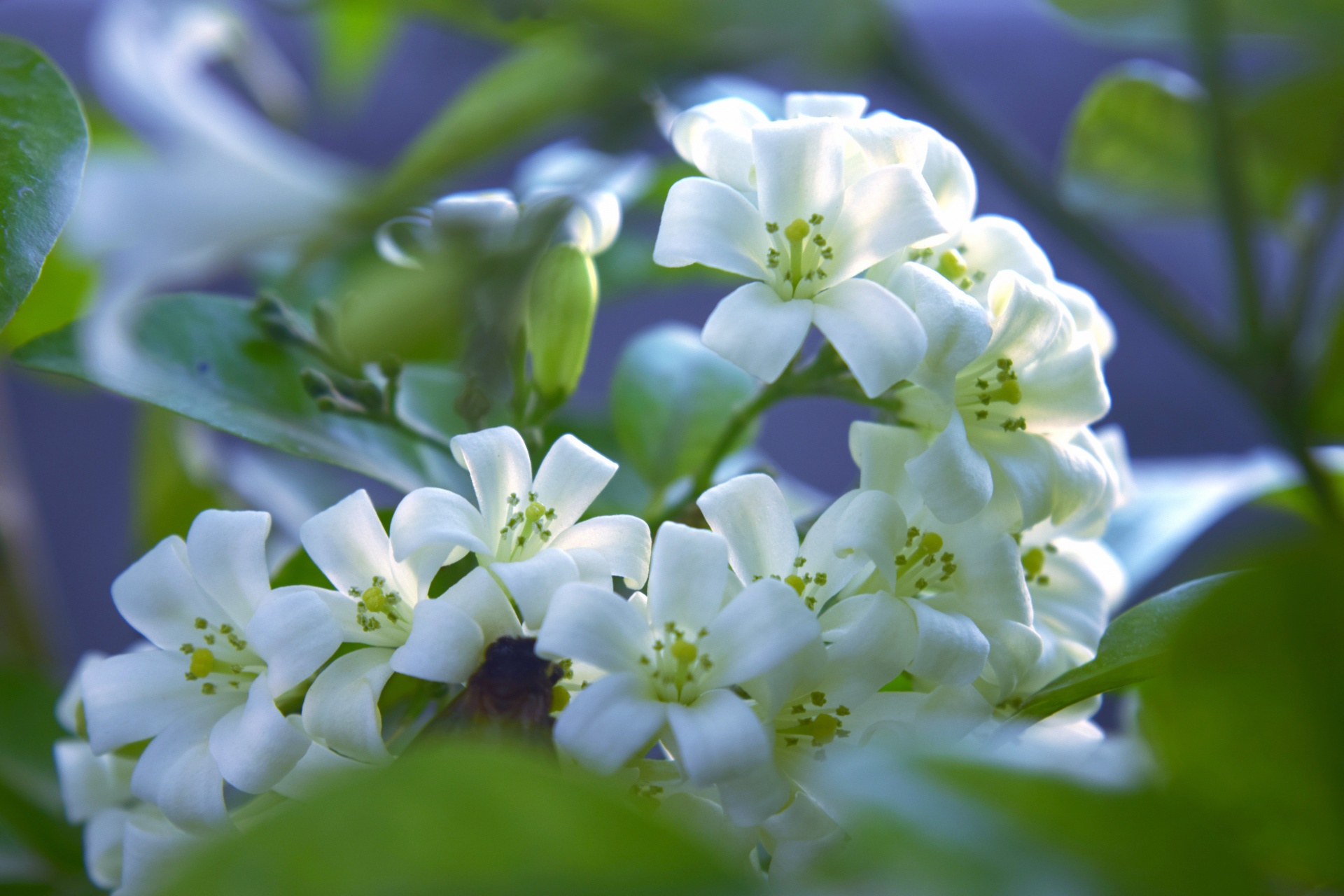 Witte kleine bloemen 4
